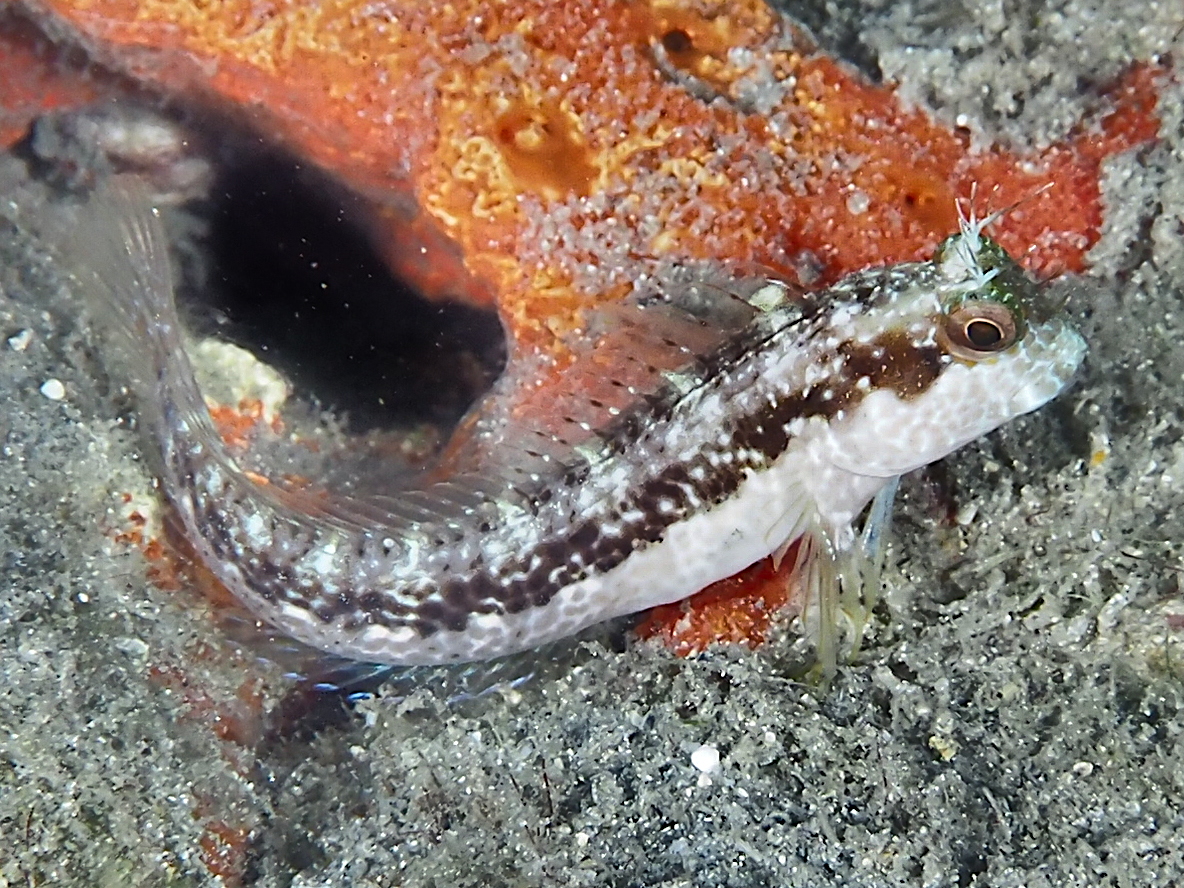 Seaweed Blenny - Parablennius marmoreus