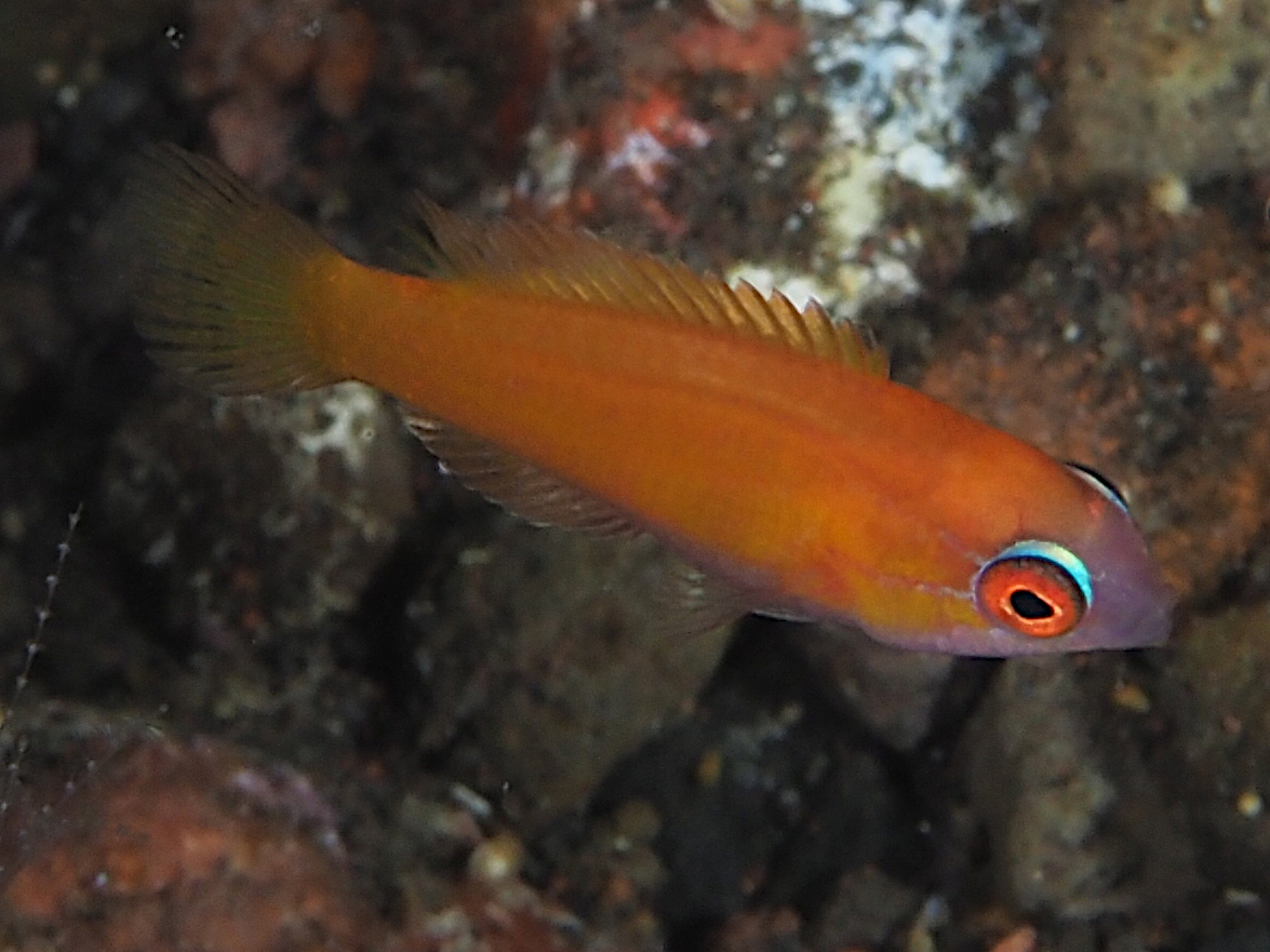 Yellowfin Flasher Wrasse - Paracheilinus flavianalis - Bali, Indonesia