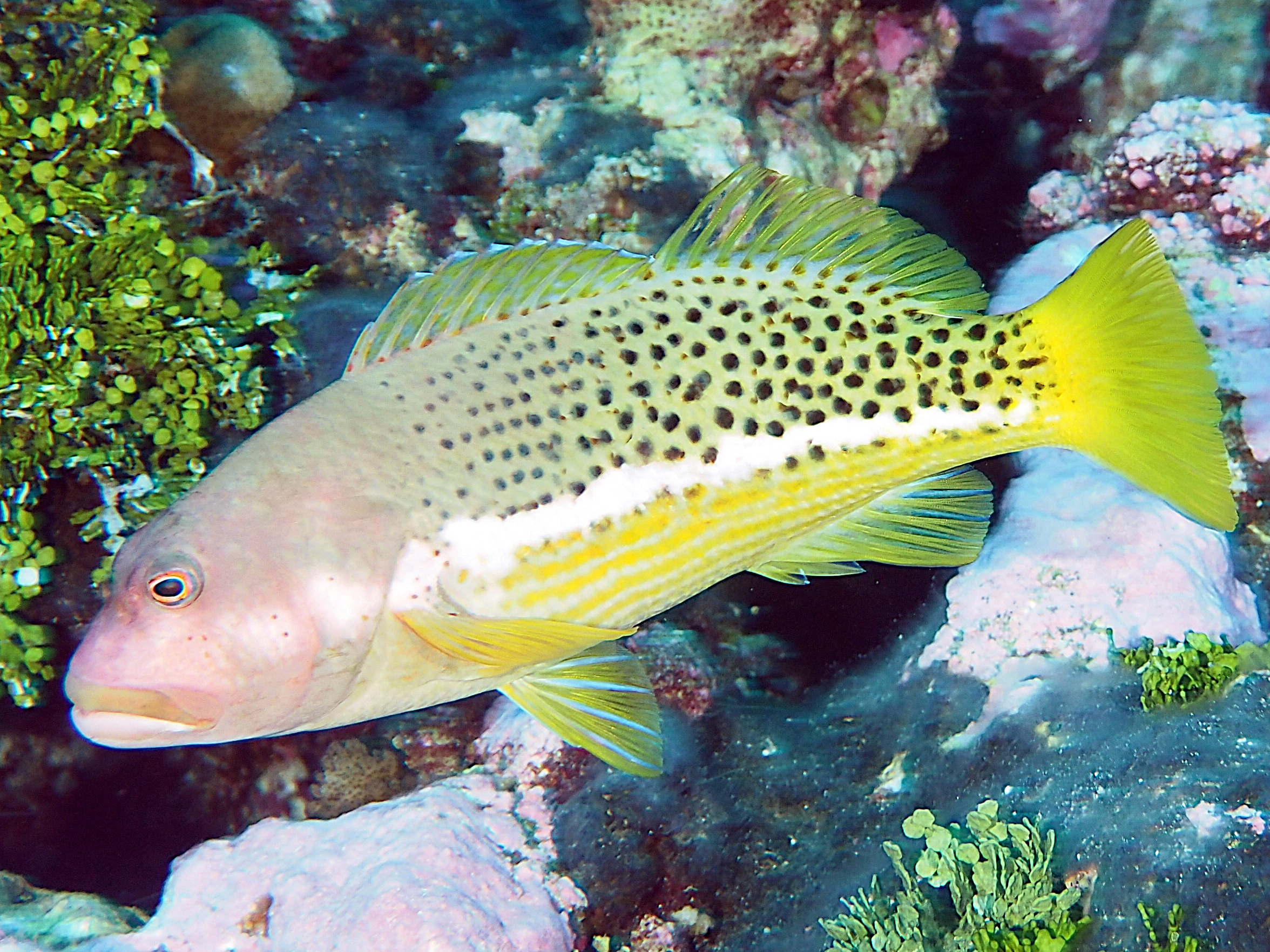 Halfspotted Hawkfish - Paracirrhites hemistictus