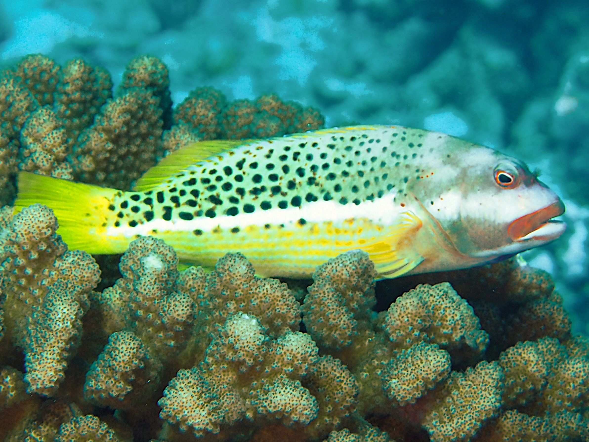 Halfspotted Hawkfish - Paracirrhites hemistictus