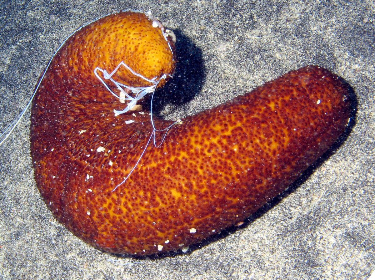 Paradoxical Sea Cucumber - Bohadschia paradoxa
