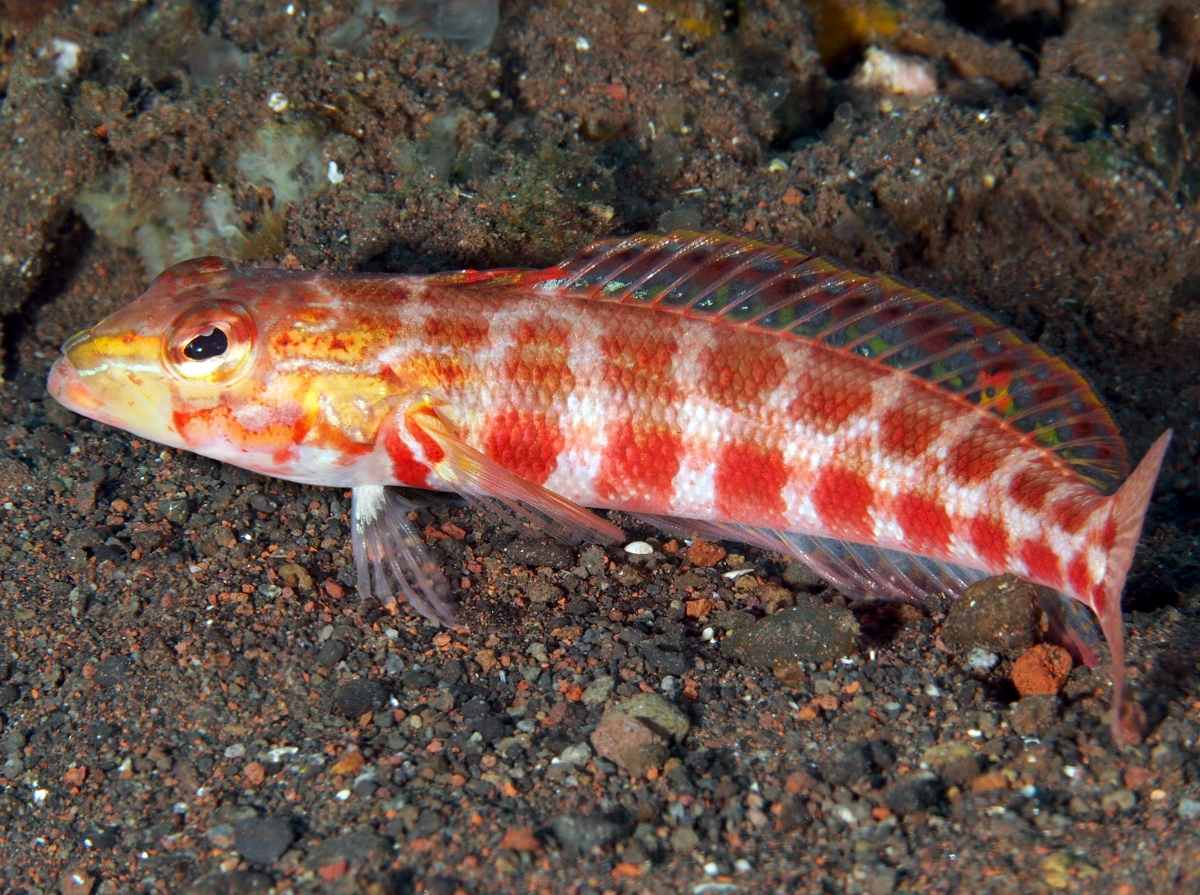 Diagonal Sandperch - Parapercis diagonalis - Bali, Indonesia