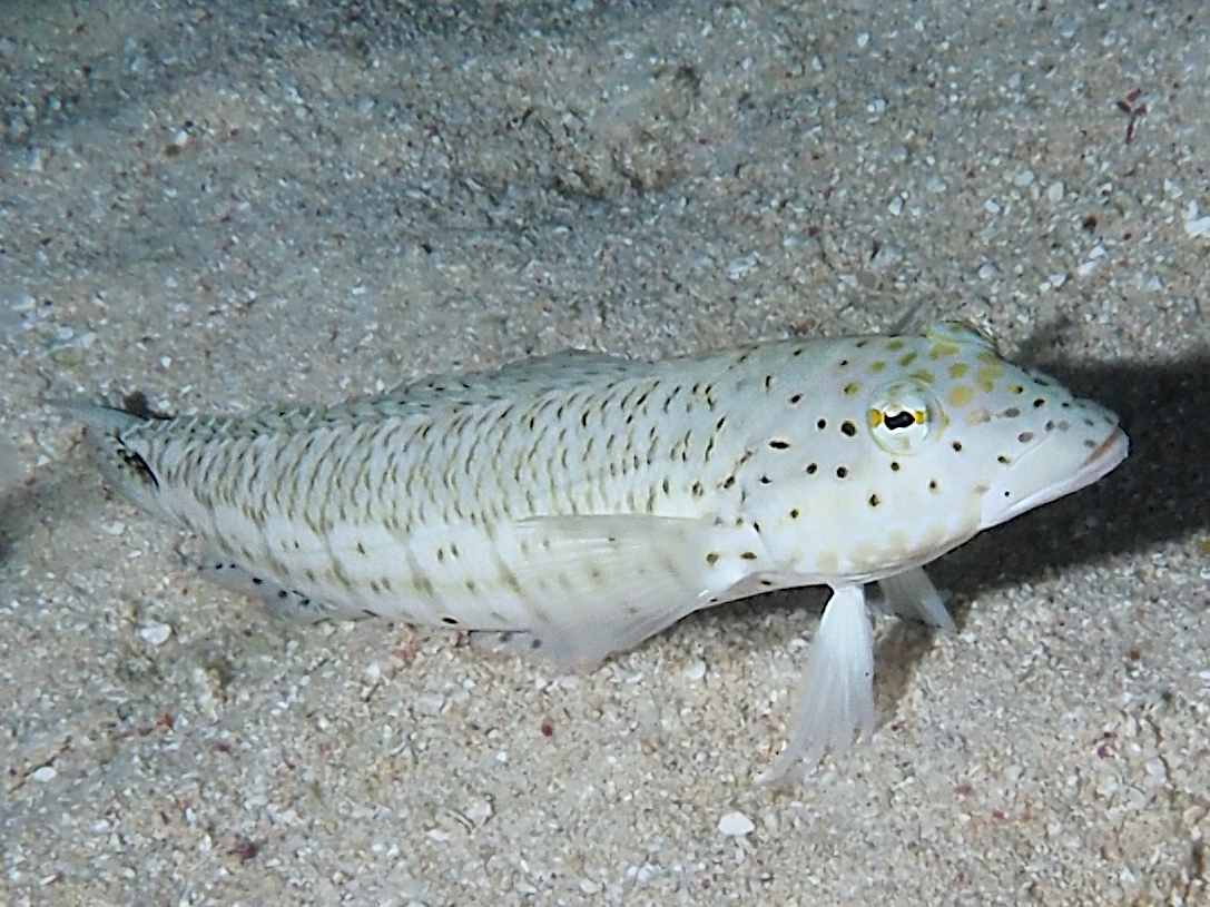 Speckled Sandperch - Parapercis hexophtalma