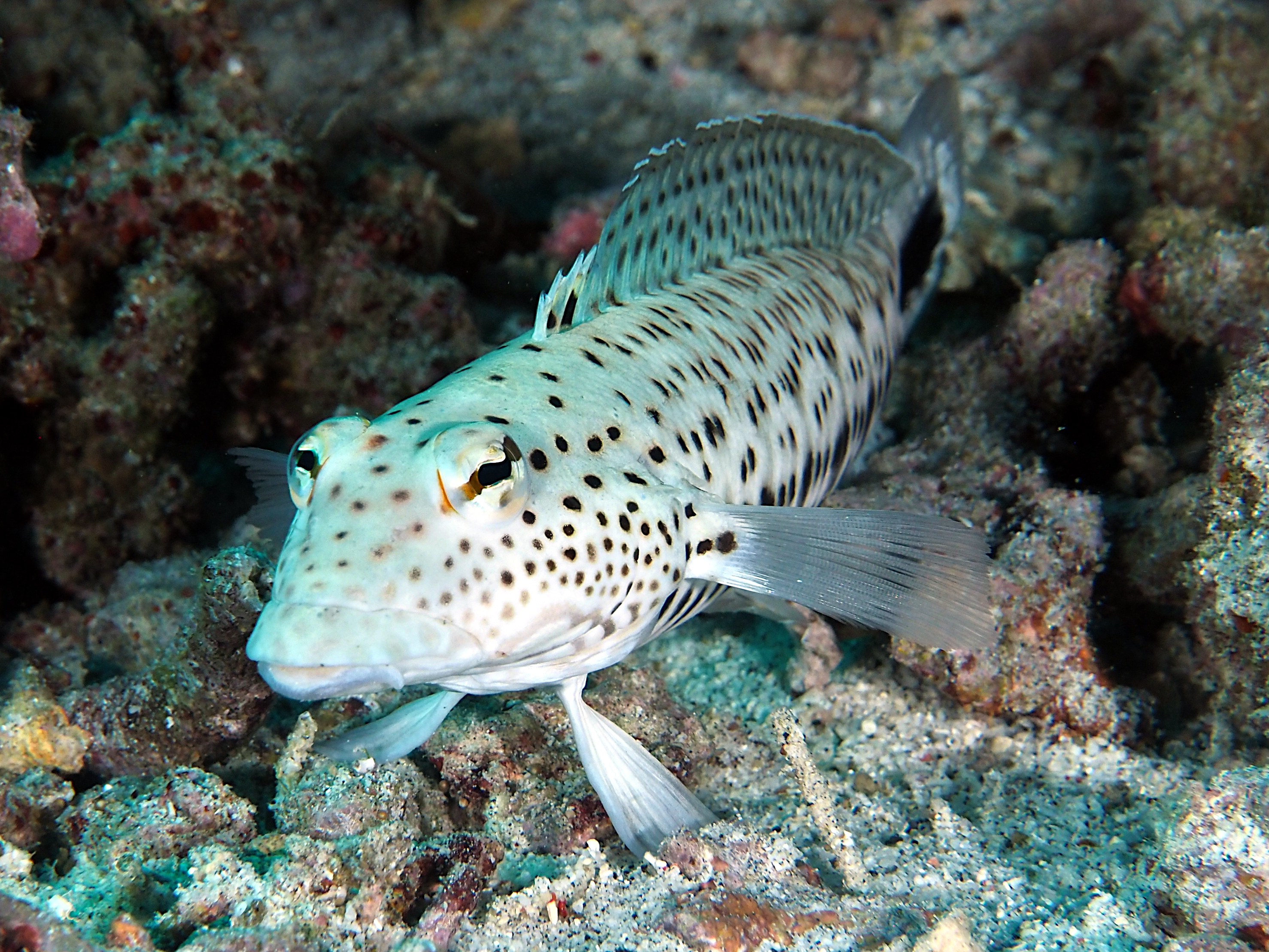 Speckled Sandperch - Parapercis hexophtalma