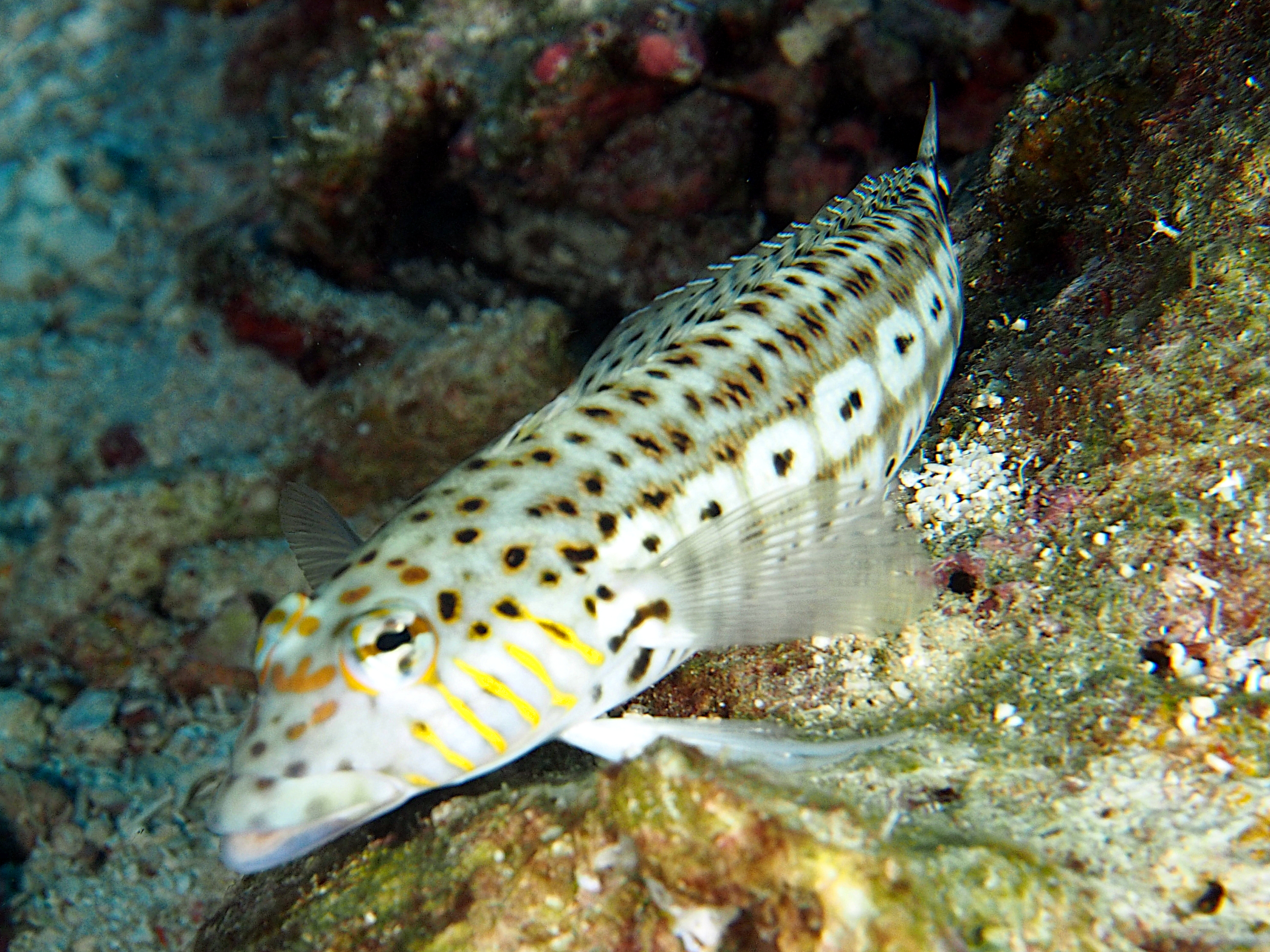 Speckled Sandperch - Parapercis hexophtalma