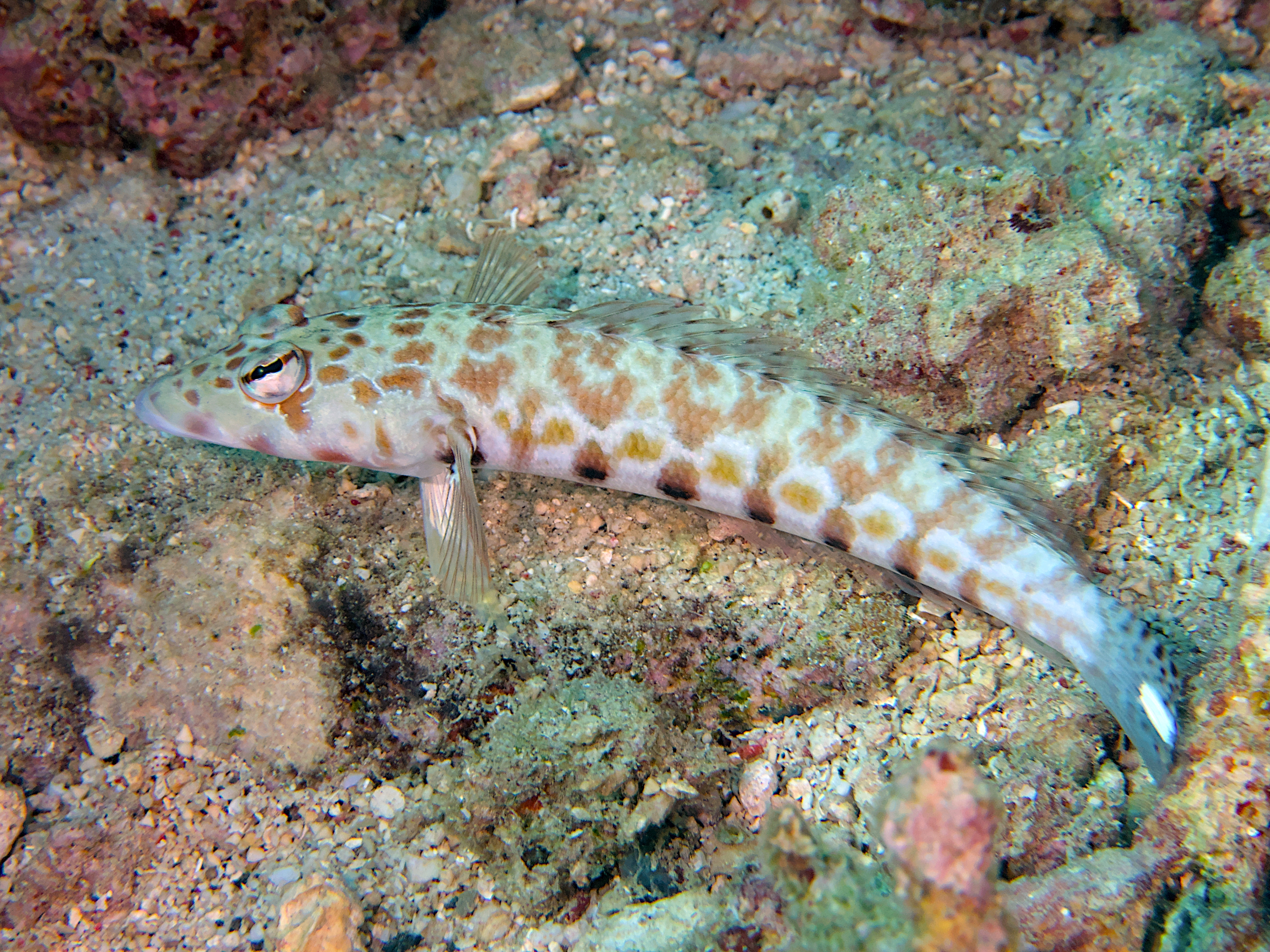 Spotted Sandperch - Parapercis millepunctata - Lombok, Indonesia