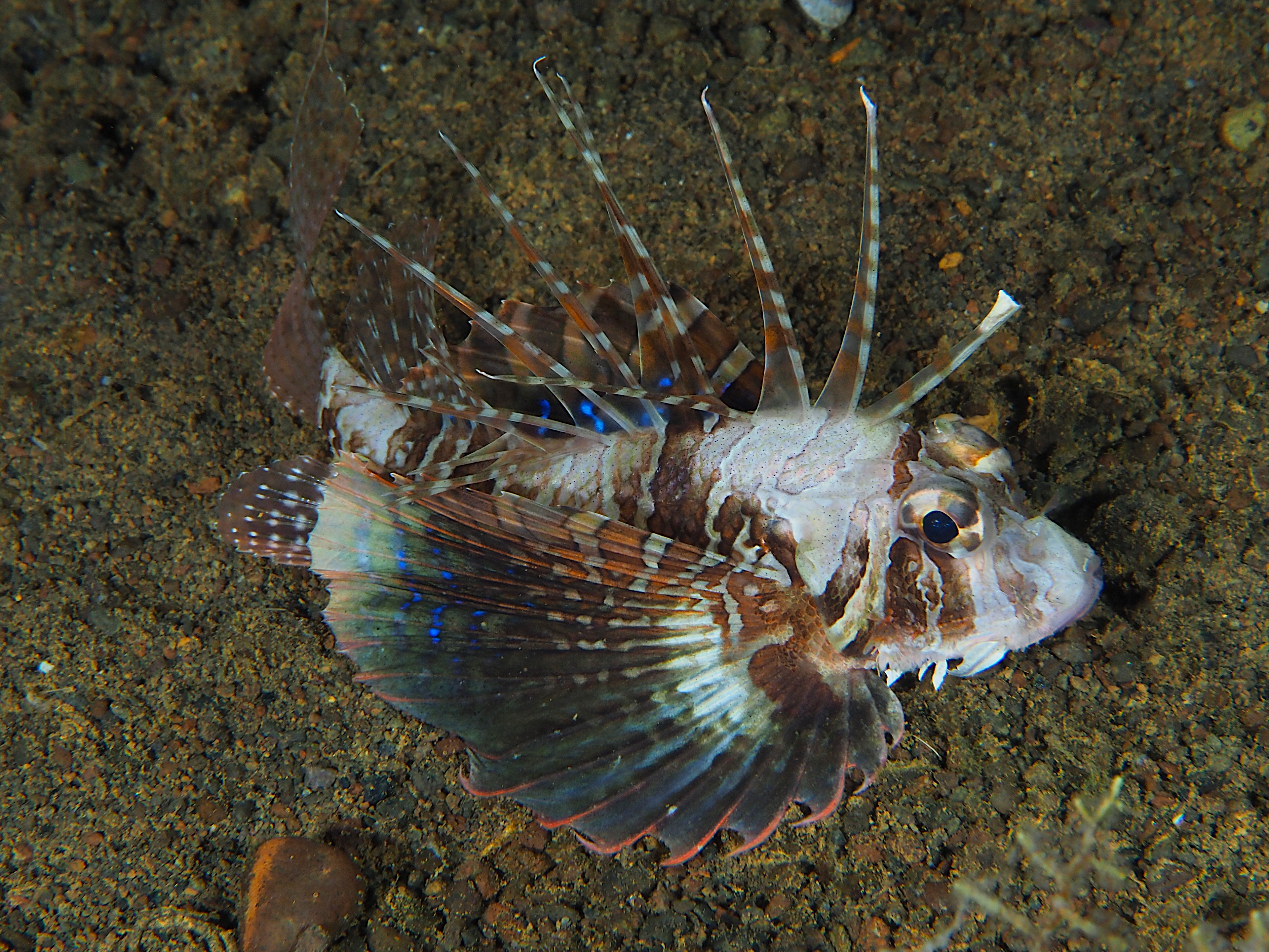 Gurnard Lionfish - Parapterois heterura - Komodo, Indonesia