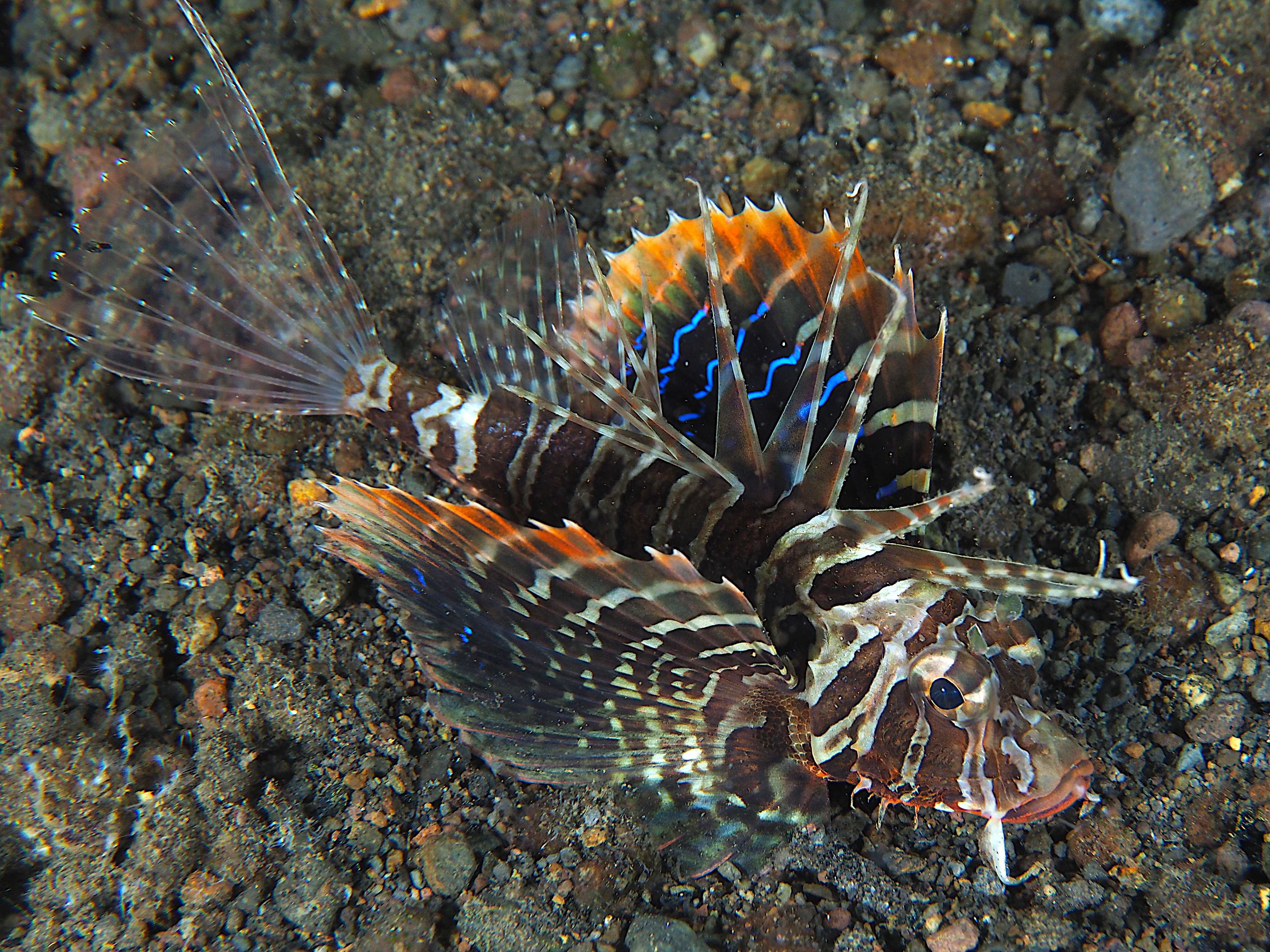 Gurnard Lionfish - Parapterois heterura
