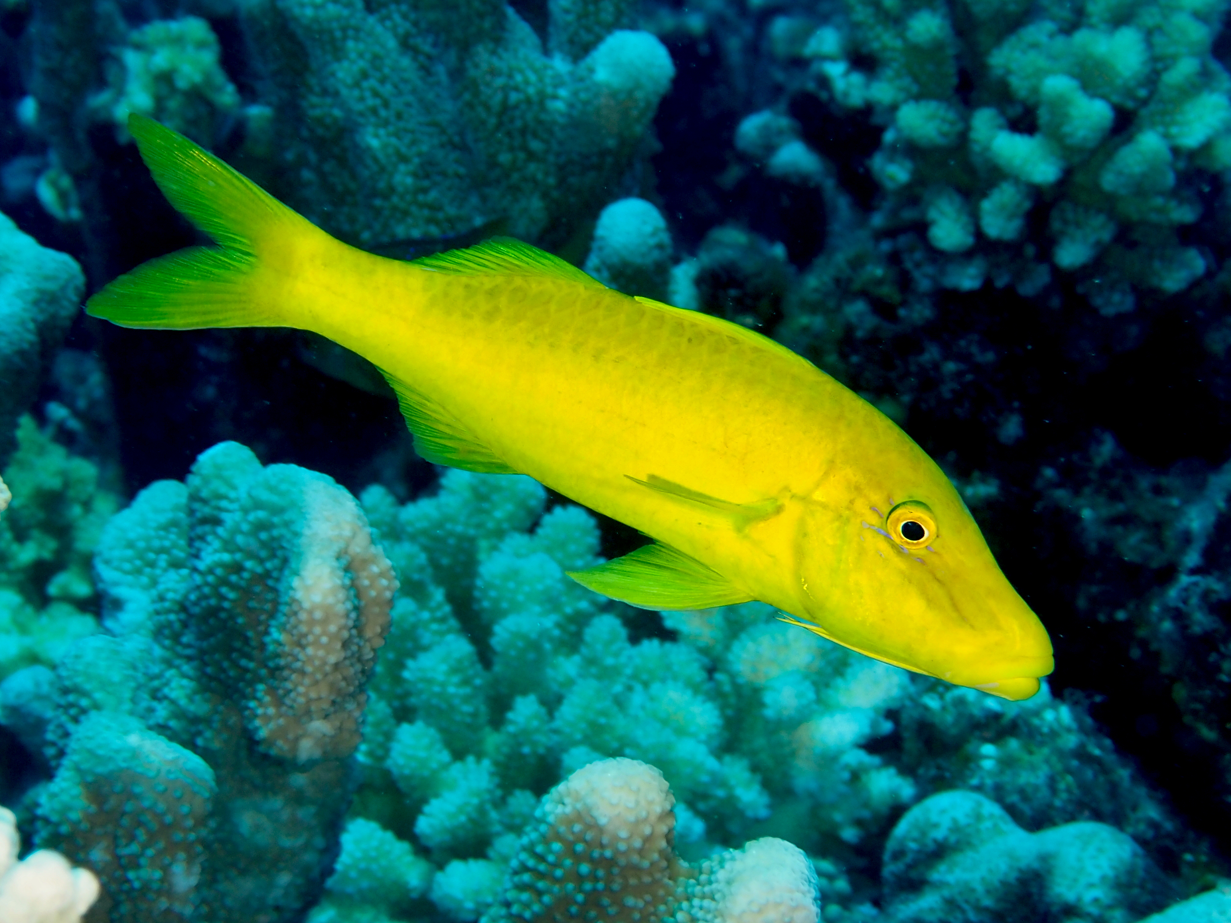 Goldsaddle Goatfish - Parupeneus cyclostomus - Great Barrier Reef, Australia