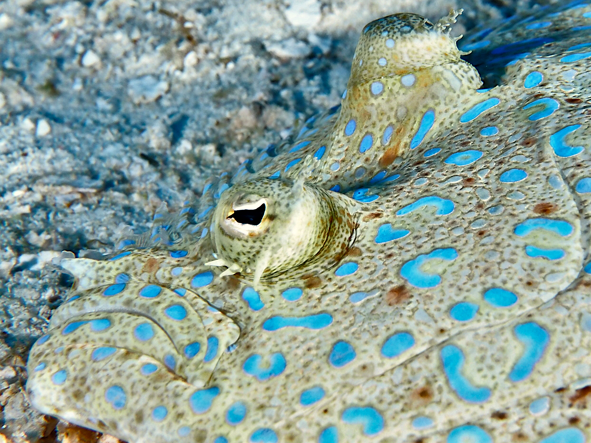 Peacock Flounder - Bothus lunatus