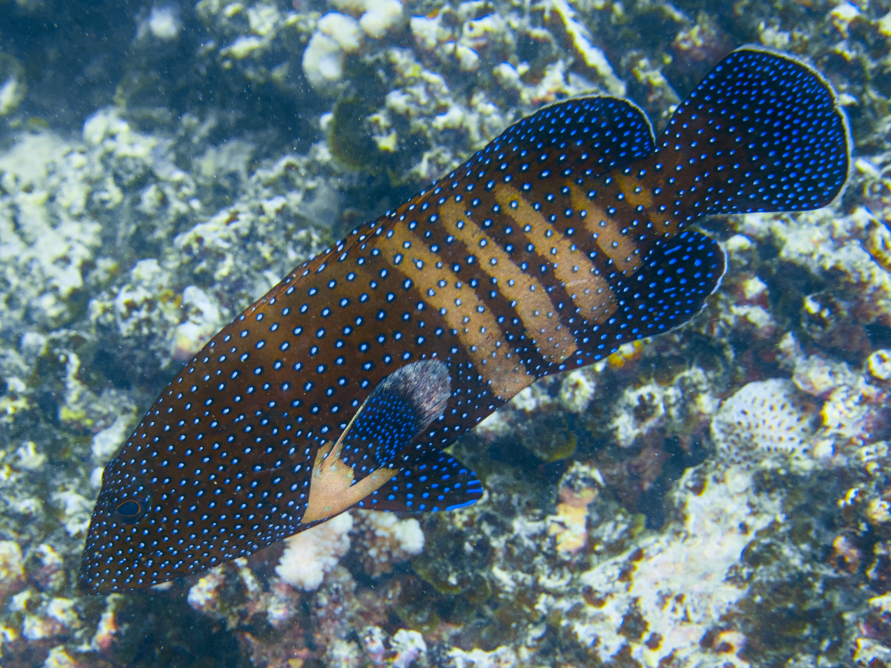 Peacock Grouper - Cephalopholis argus