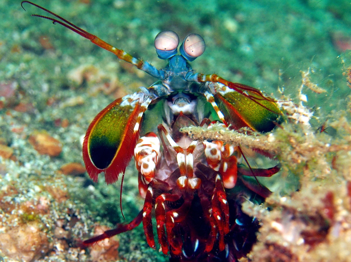 Peacock Mantis Shrimp - Odontodactylus scyllarus