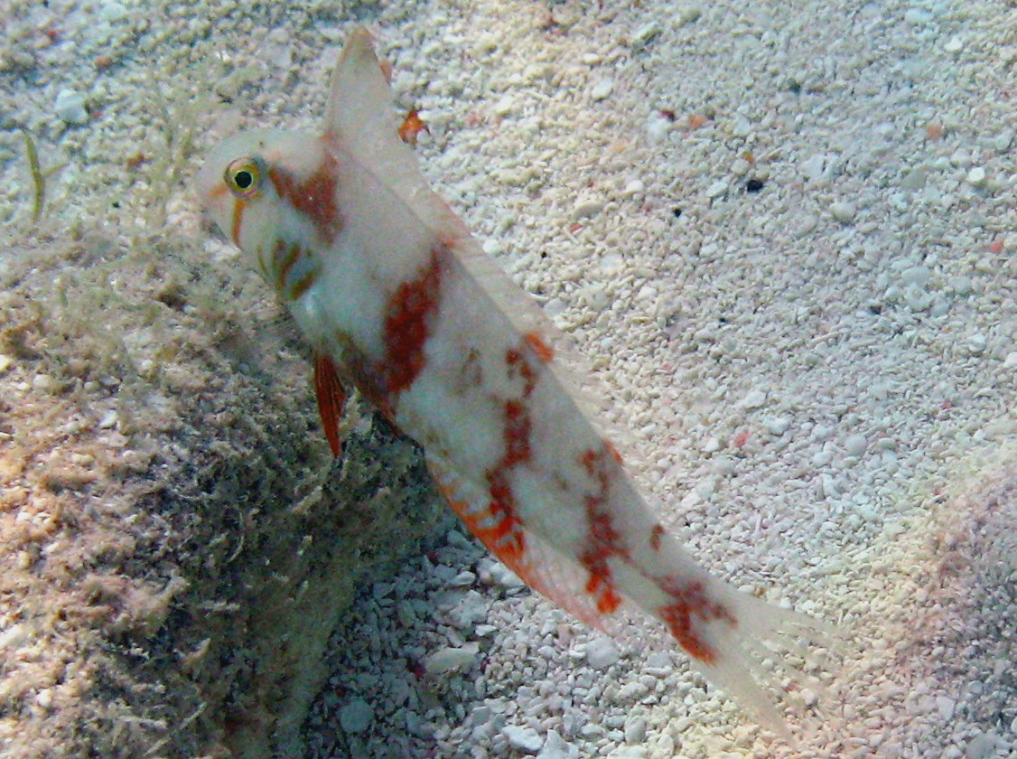 Pearly Razorfish - Xyrichtys novacula
