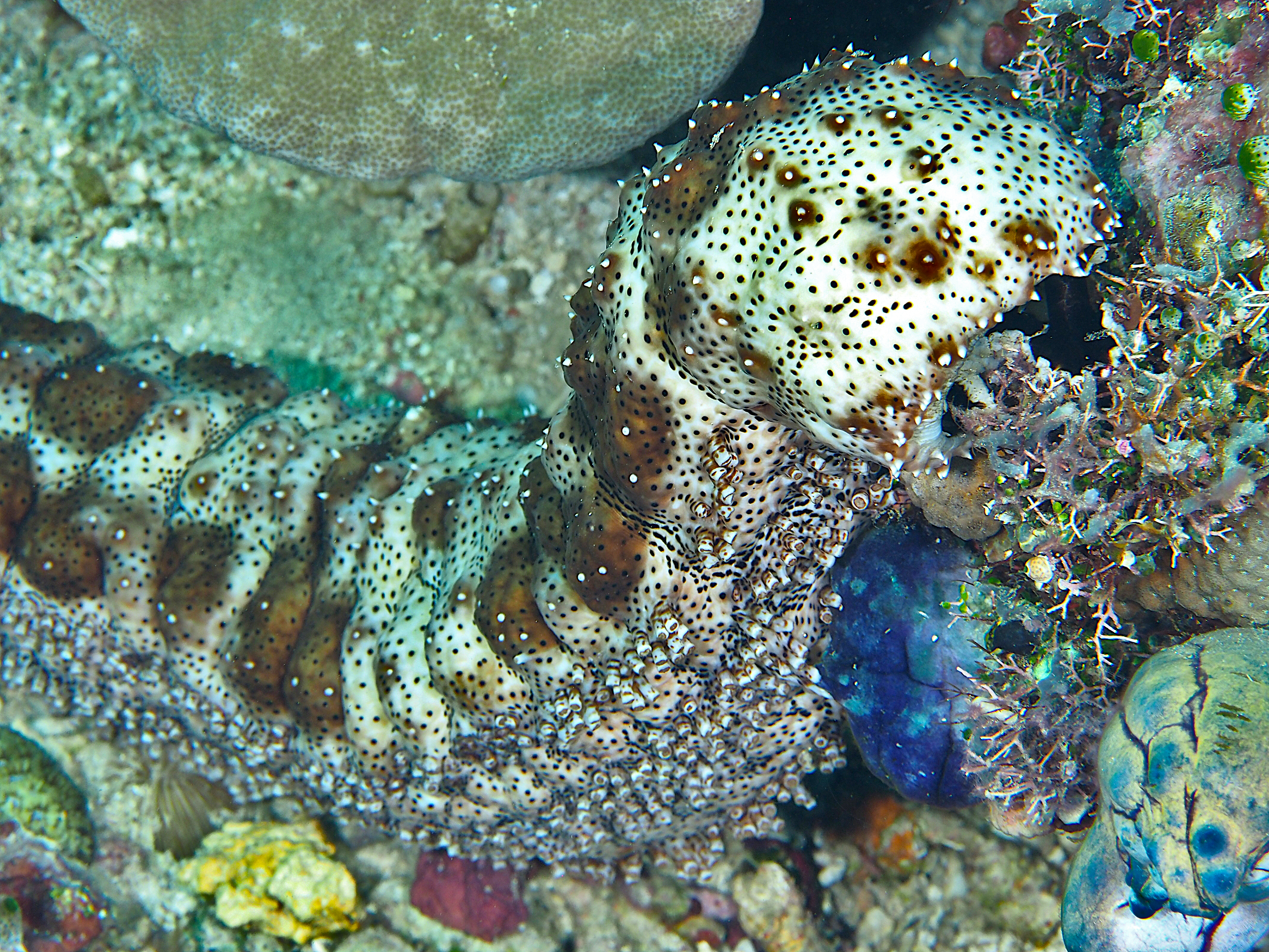 Graeffe's Sea Cucumber - Pearsonothuria graeffei