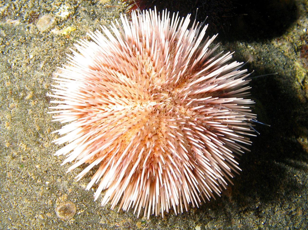 Pebble Collector Urchin - Pseudoboletia indiana