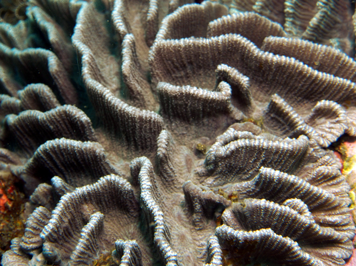Common Lettuce Coral - Pectinia lactuca