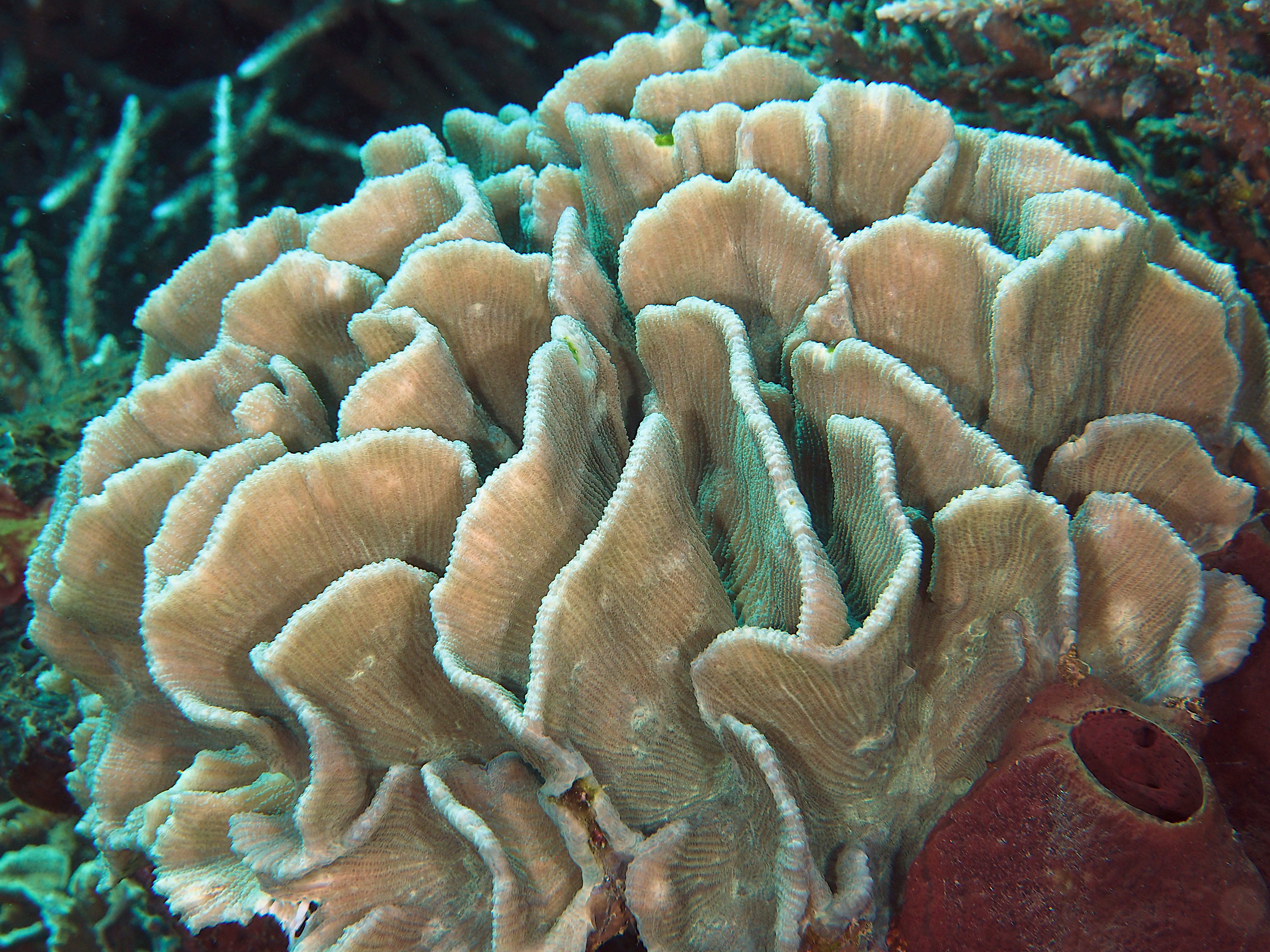 Common Lettuce Coral - Pectinia lactuca