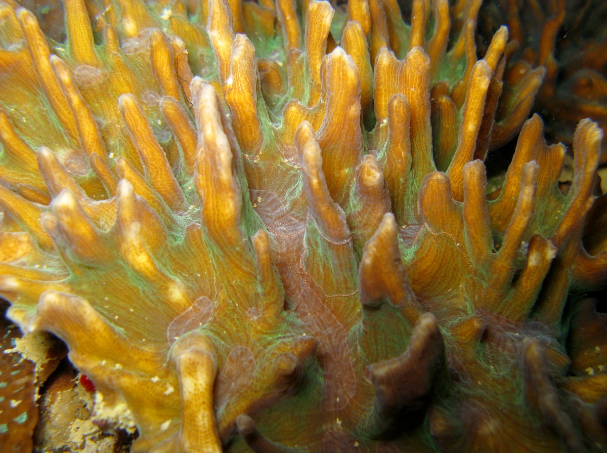 Pectinia paeonia - Pectinia paeonia - Palau - Photo 1 - Tropical Reefs