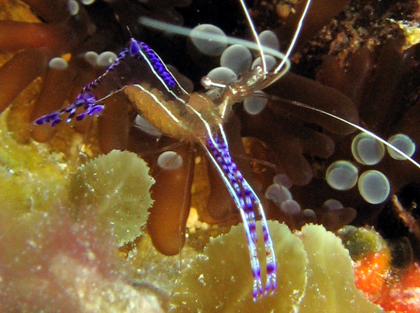 Pederson Cleaner Shrimp - Ancylomenes pedersoni