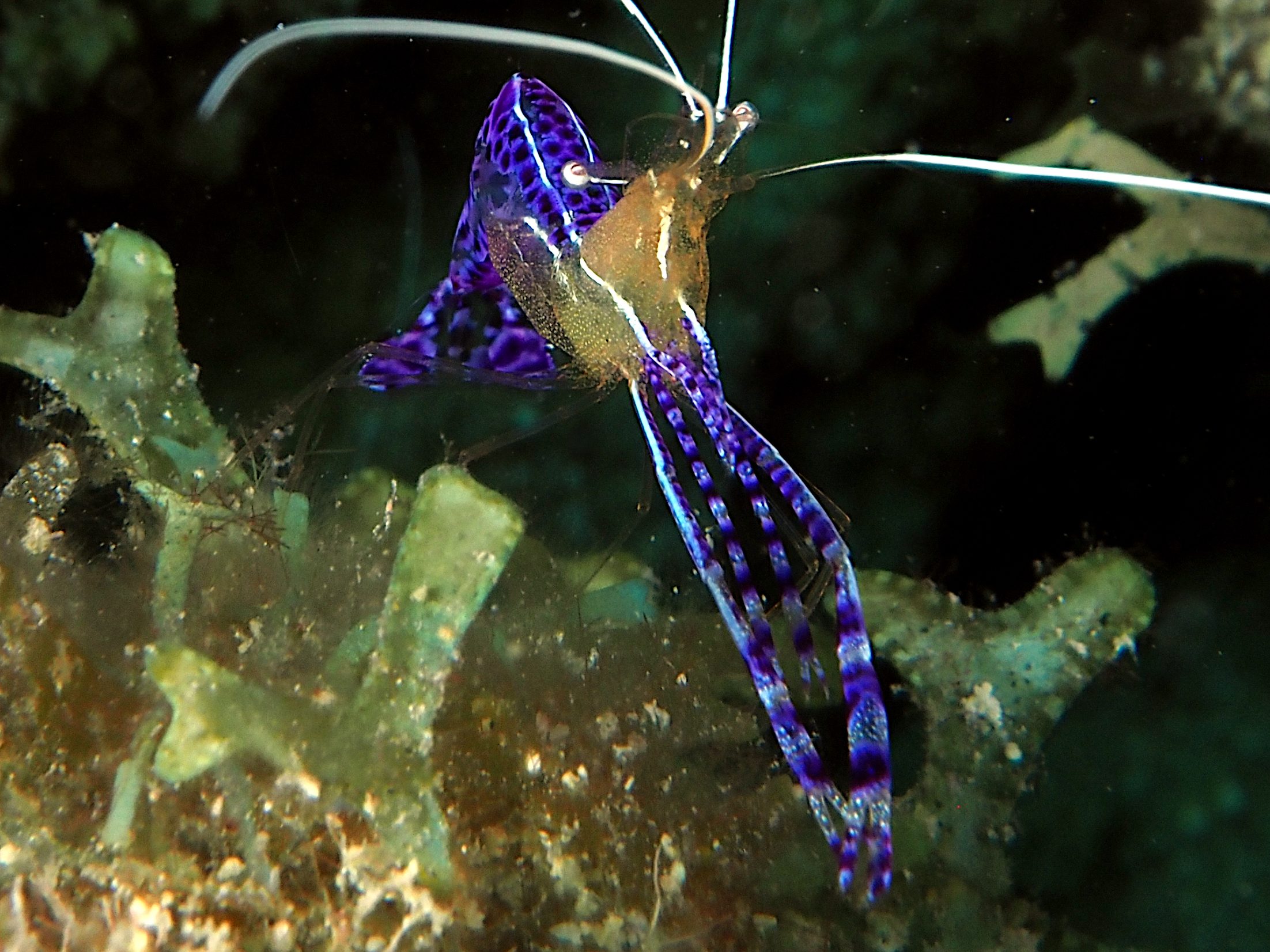 Pederson Cleaner Shrimp - Ancylomenes pedersoni