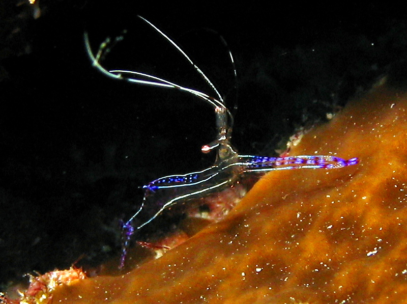 Pederson Cleaner Shrimp - Ancylomenes pedersoni