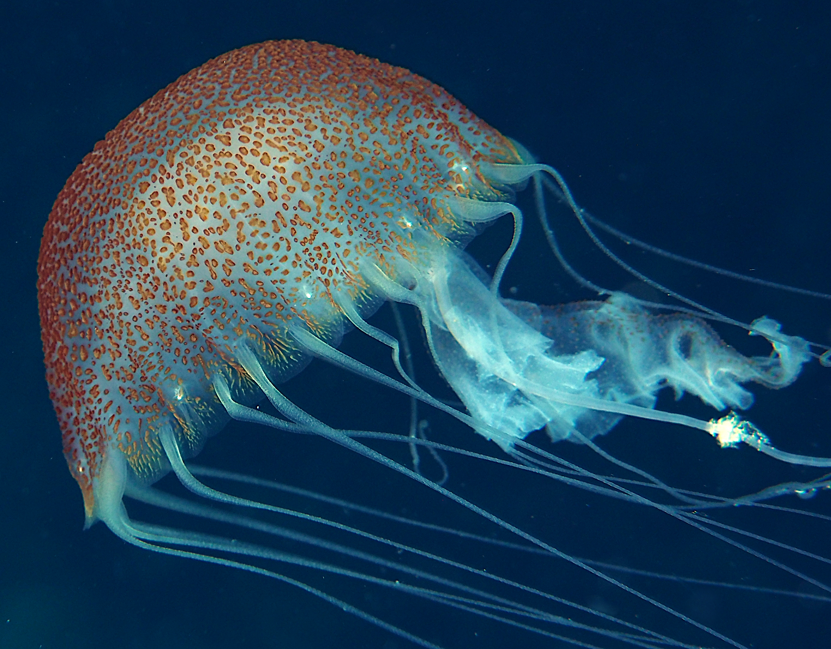 Warty Jellyfish - Pelagia noctiluca