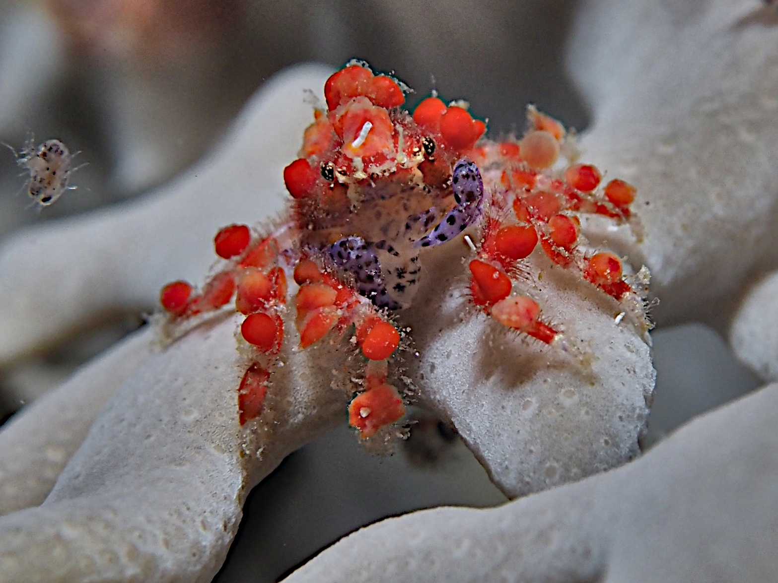 Cryptic Teardrop Crab - Pelia mutica