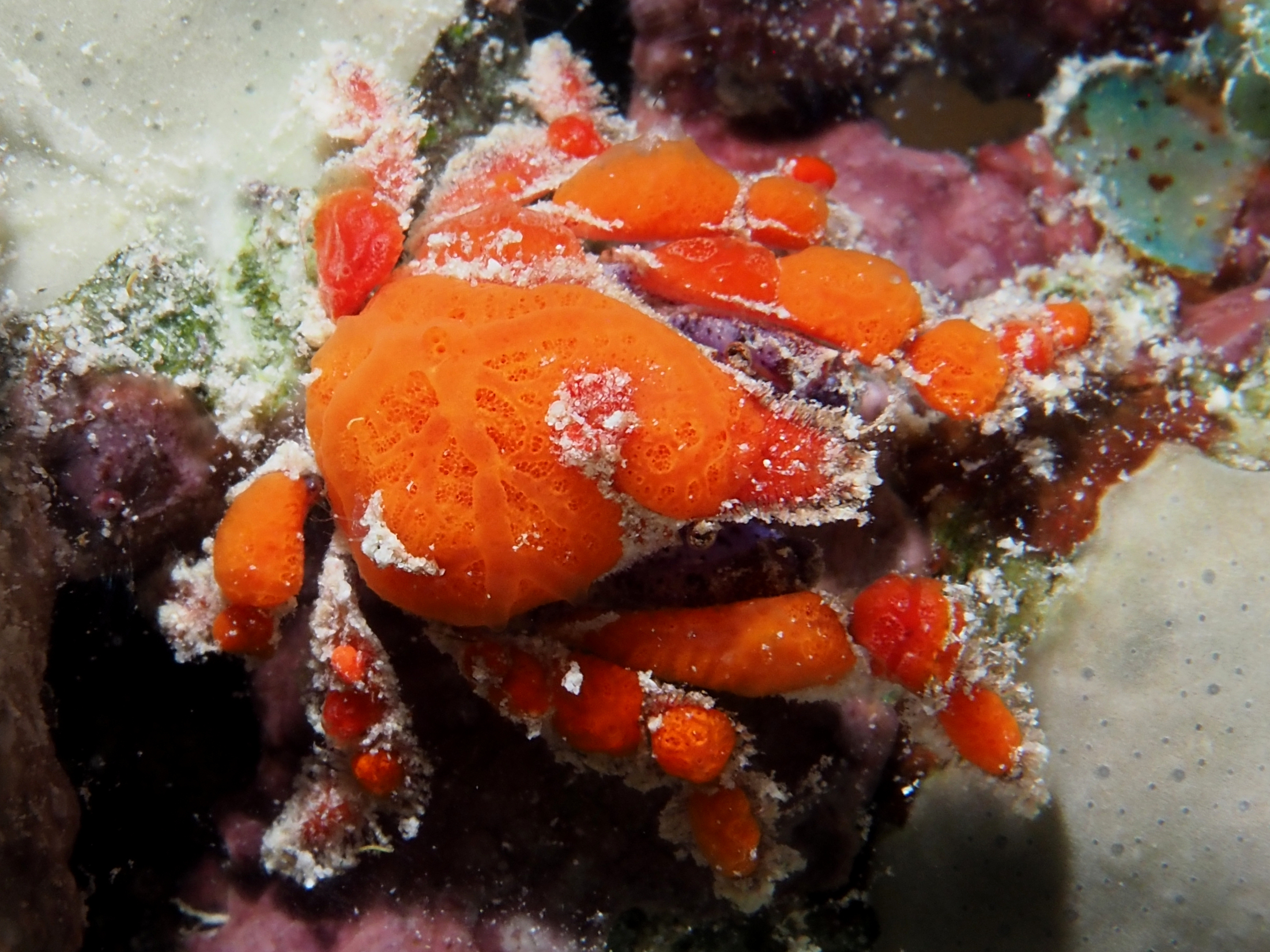 Southern Teardrop Crab - Pelia rotunda