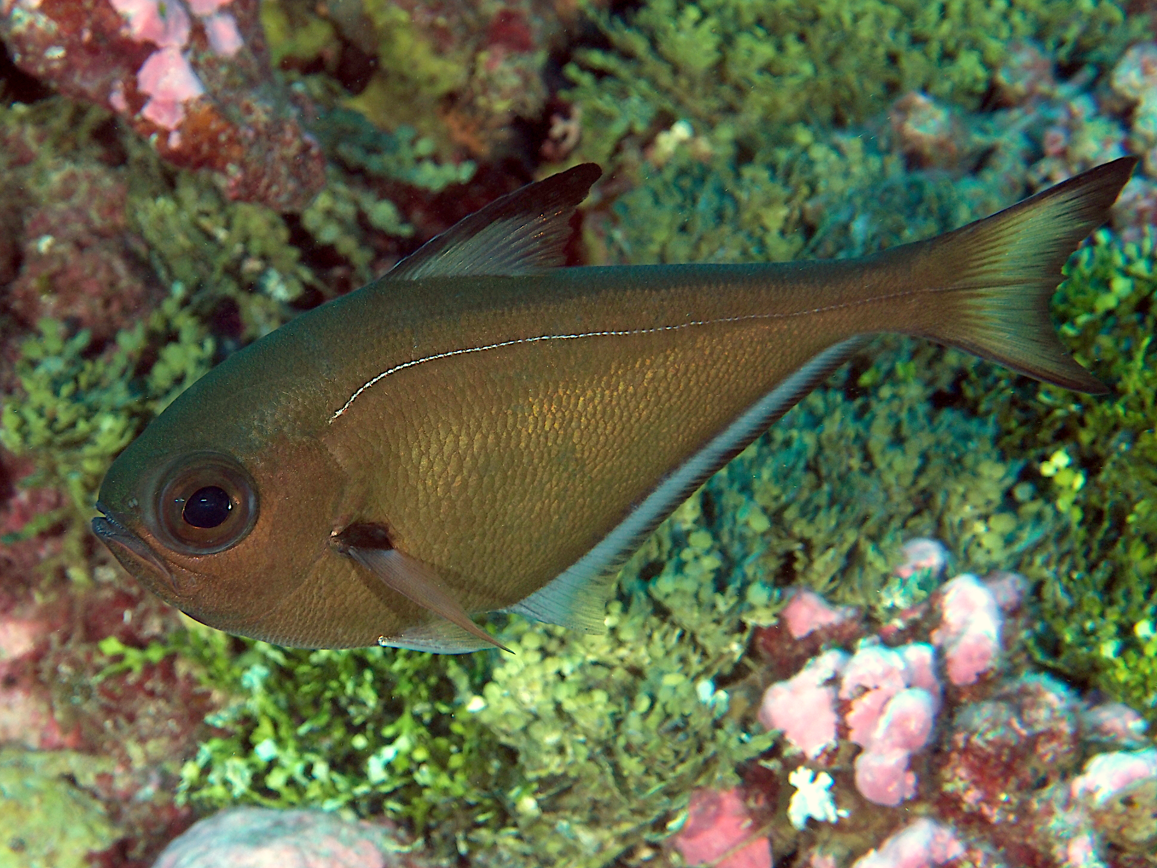 Copper Sweeper - Pempheris oualensis - Rangiroa, French Polynesia