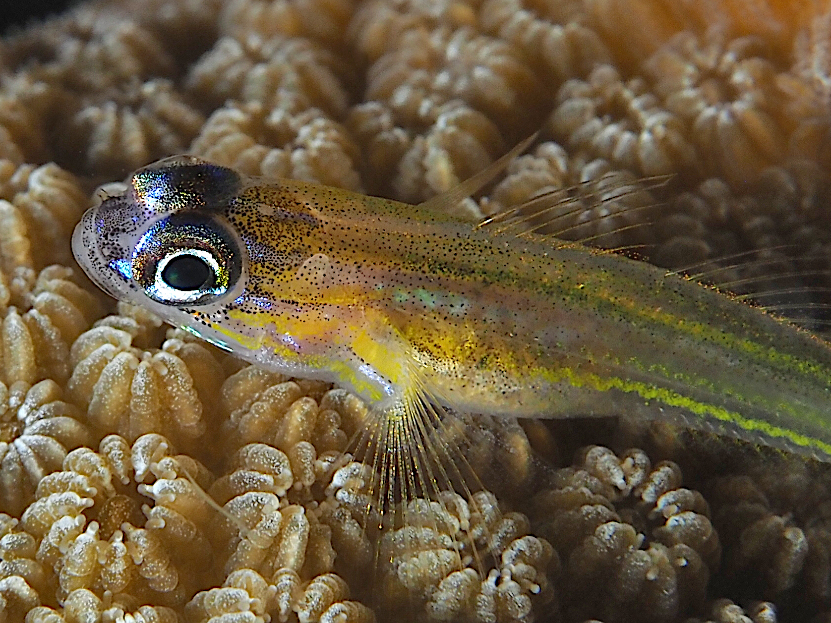 Peppermint Goby - Coryphopterus lipernes