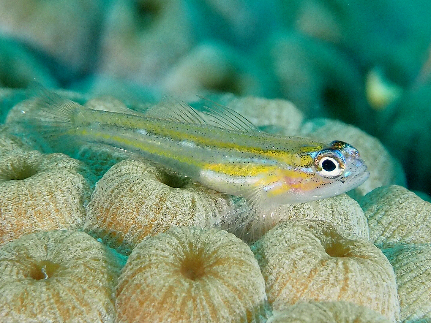 Peppermint Goby - Coryphopterus lipernes