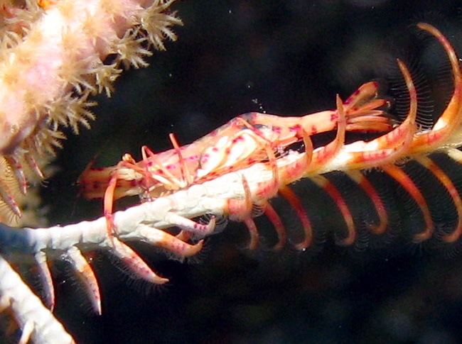 Red and White Crinoid Shrimp - Periclimenes cf. meyeri