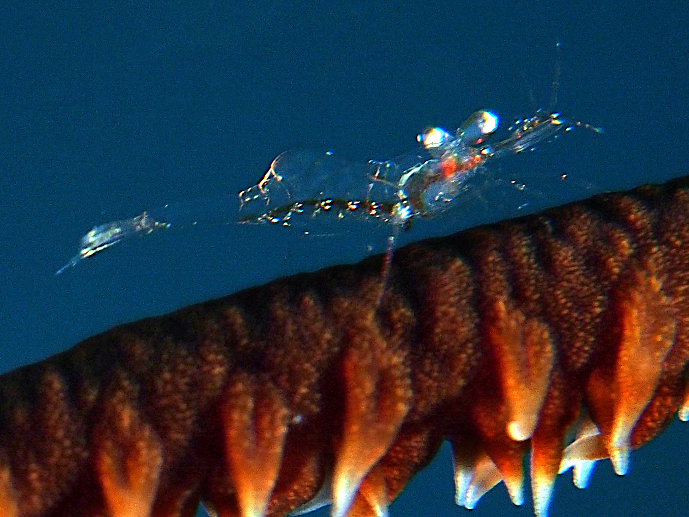 Iridescent Shrimp - Periclimenes iridescens