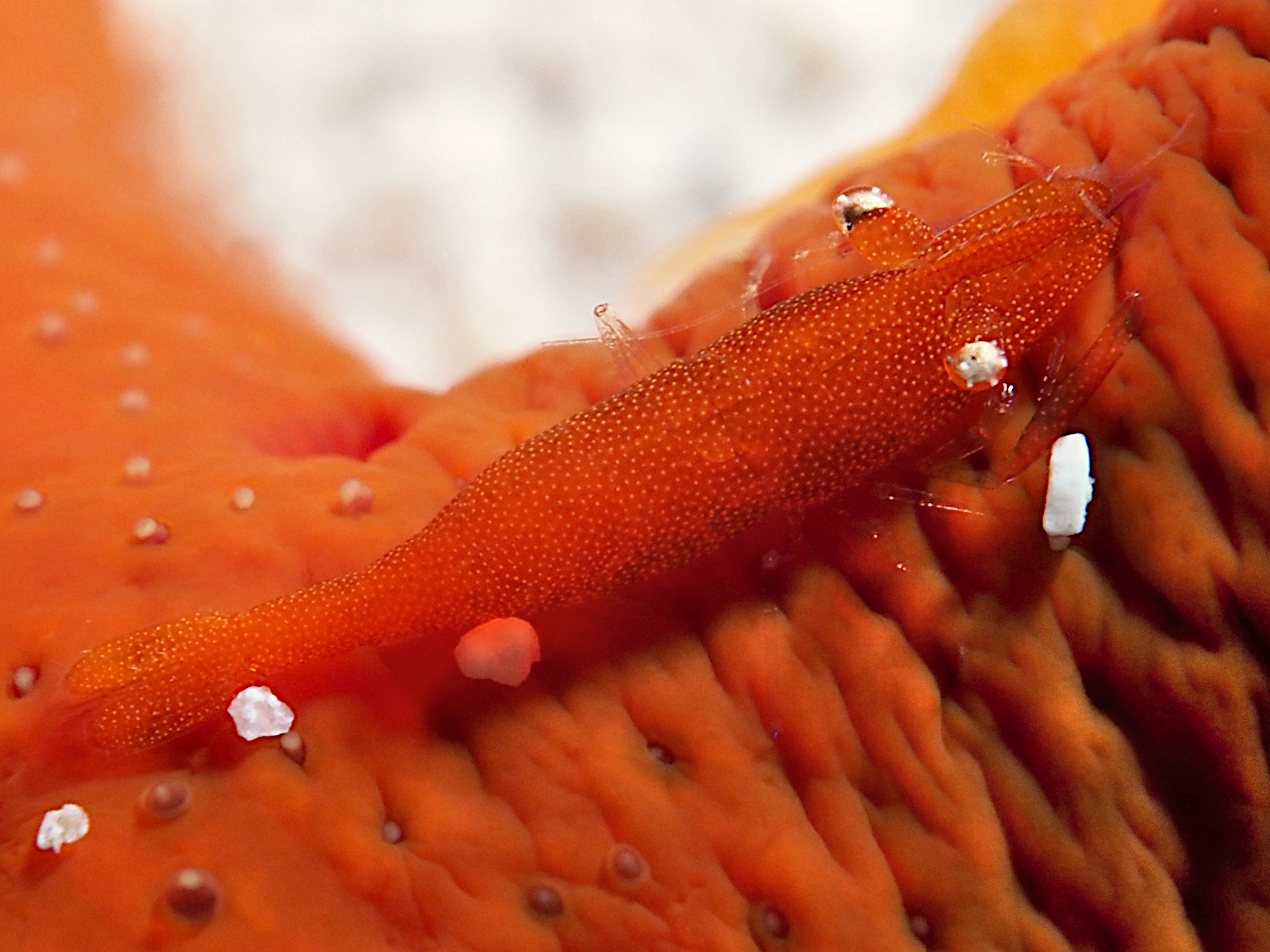 Sea Star Shrimp - Zenopontonia soror