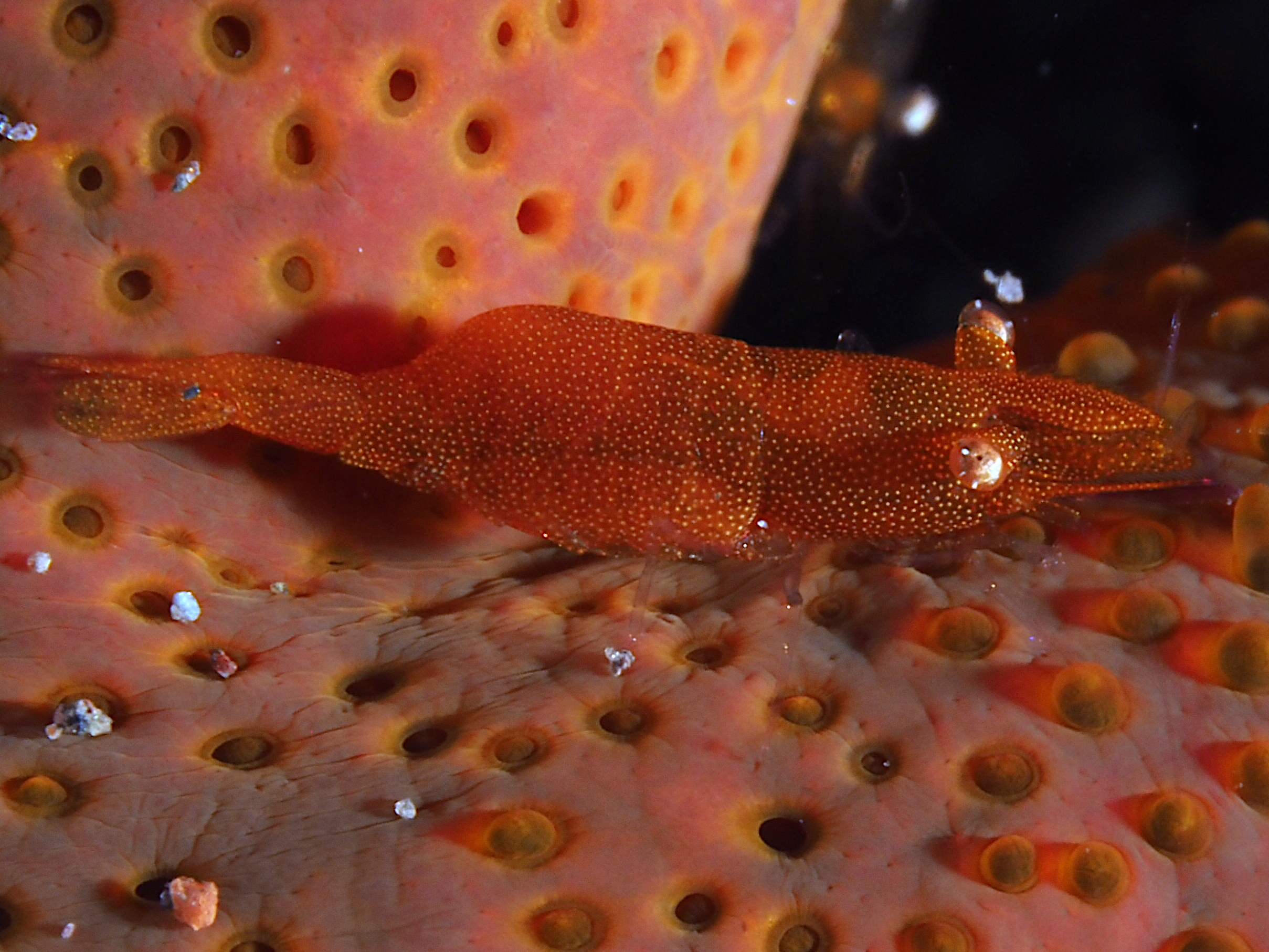 Sea Star Shrimp - Zenopontonia soror
