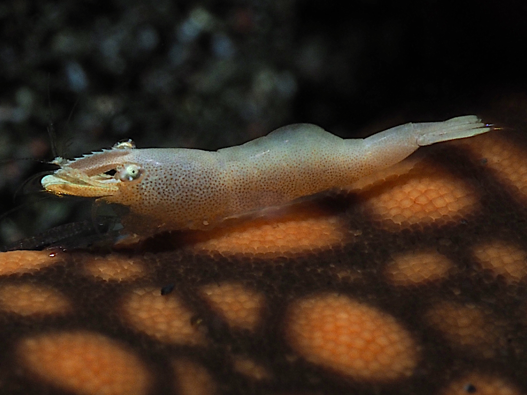 Sea Star Shrimp - Zenopontonia soror