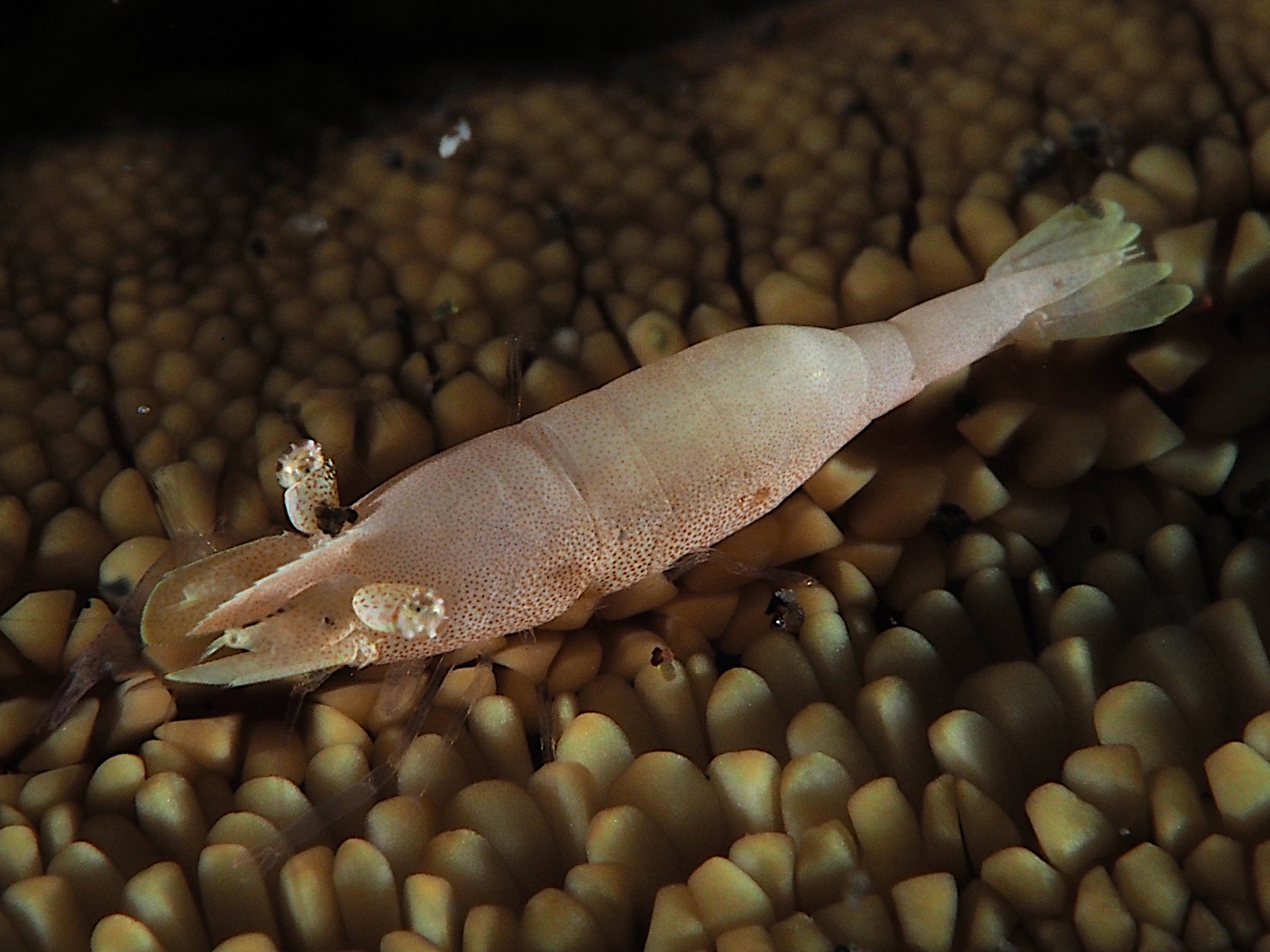 Sea Star Shrimp - Zenopontonia soror