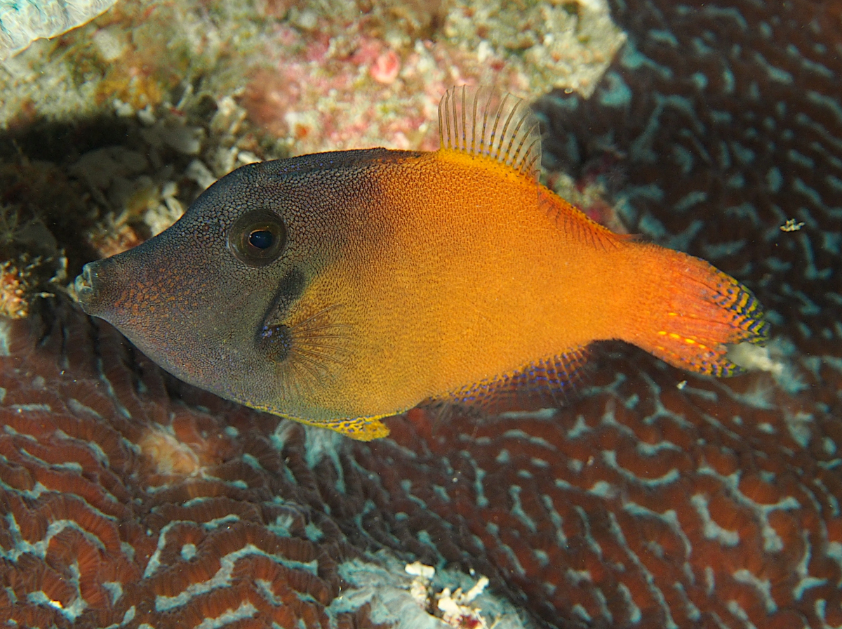 Blackheaded Filefish - Pervagor melanocephalus - Wakatobi, Indonesia