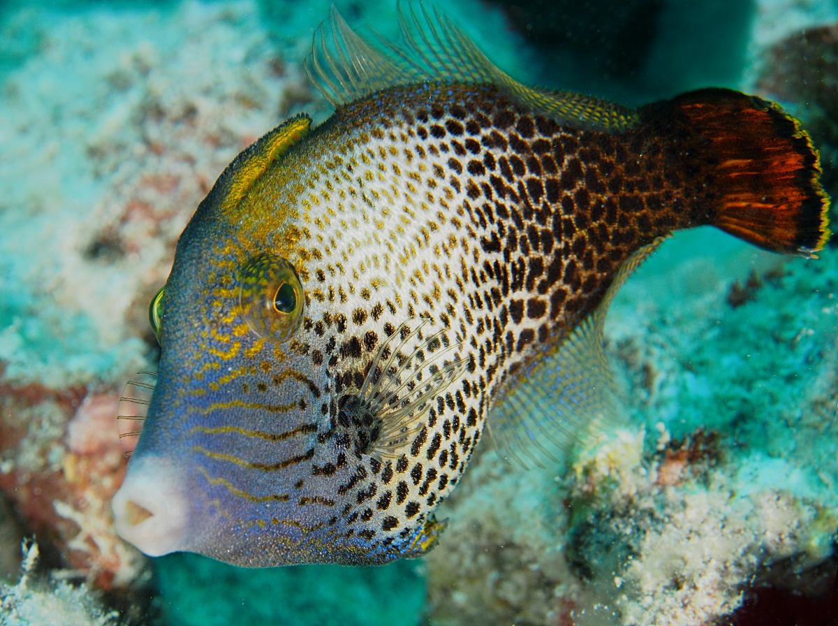 Fantail Filefish - Pervagor spilosoma