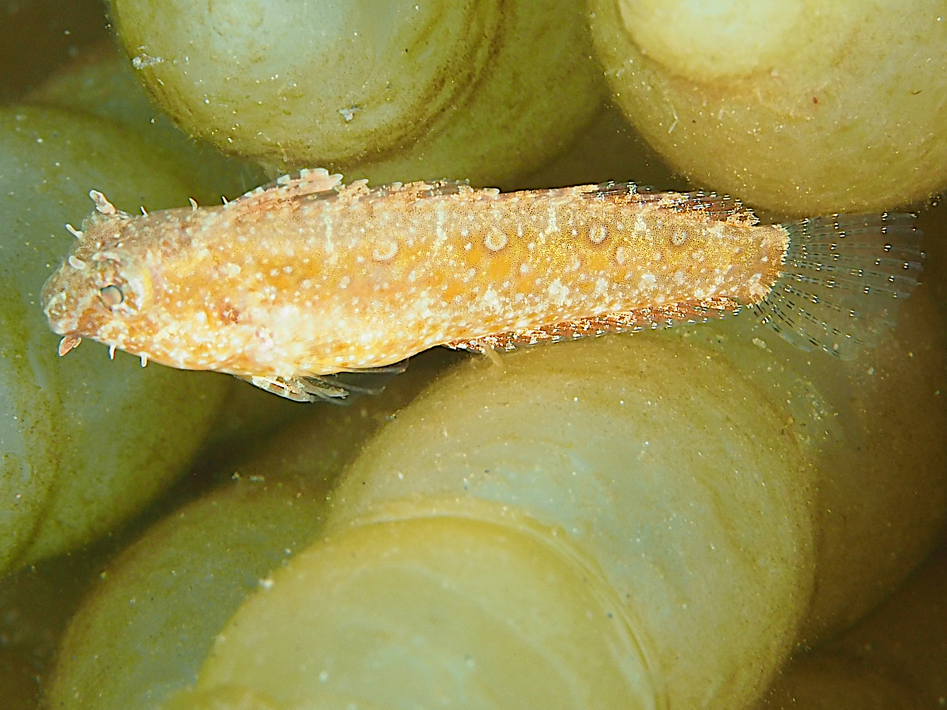 Highfin Fangblenny - Petroscirtes mitratus