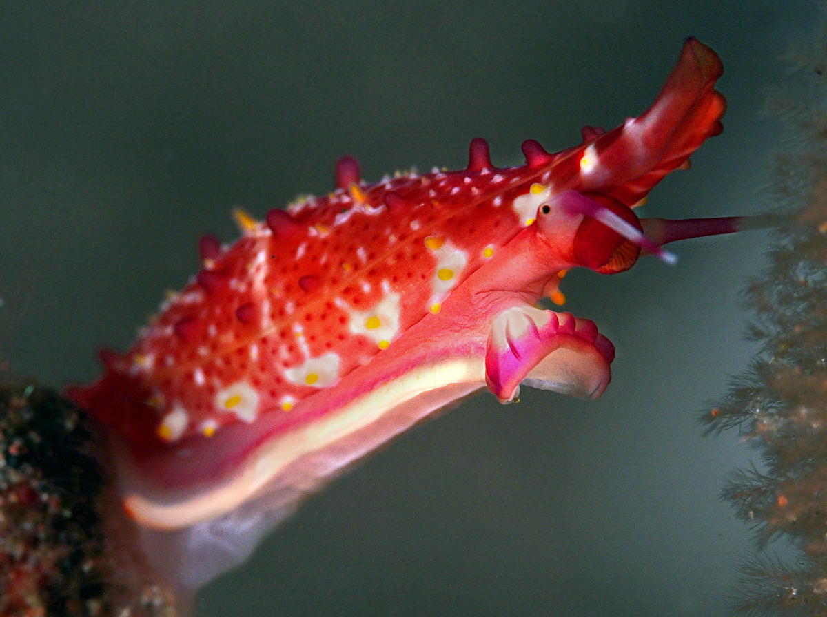 Rosy Spindle Cowry - Phenacovolva rosea