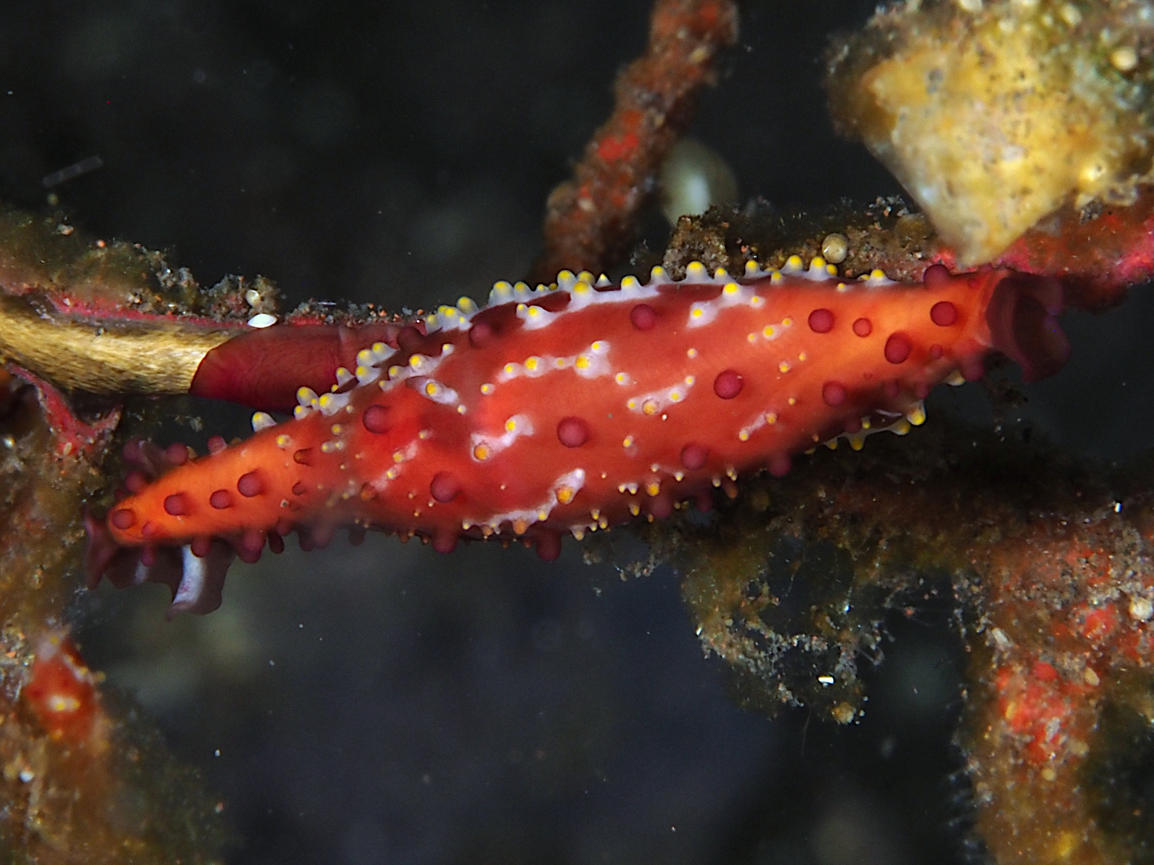 Rosy Spindle Cowrie - Phenacovolva rosea