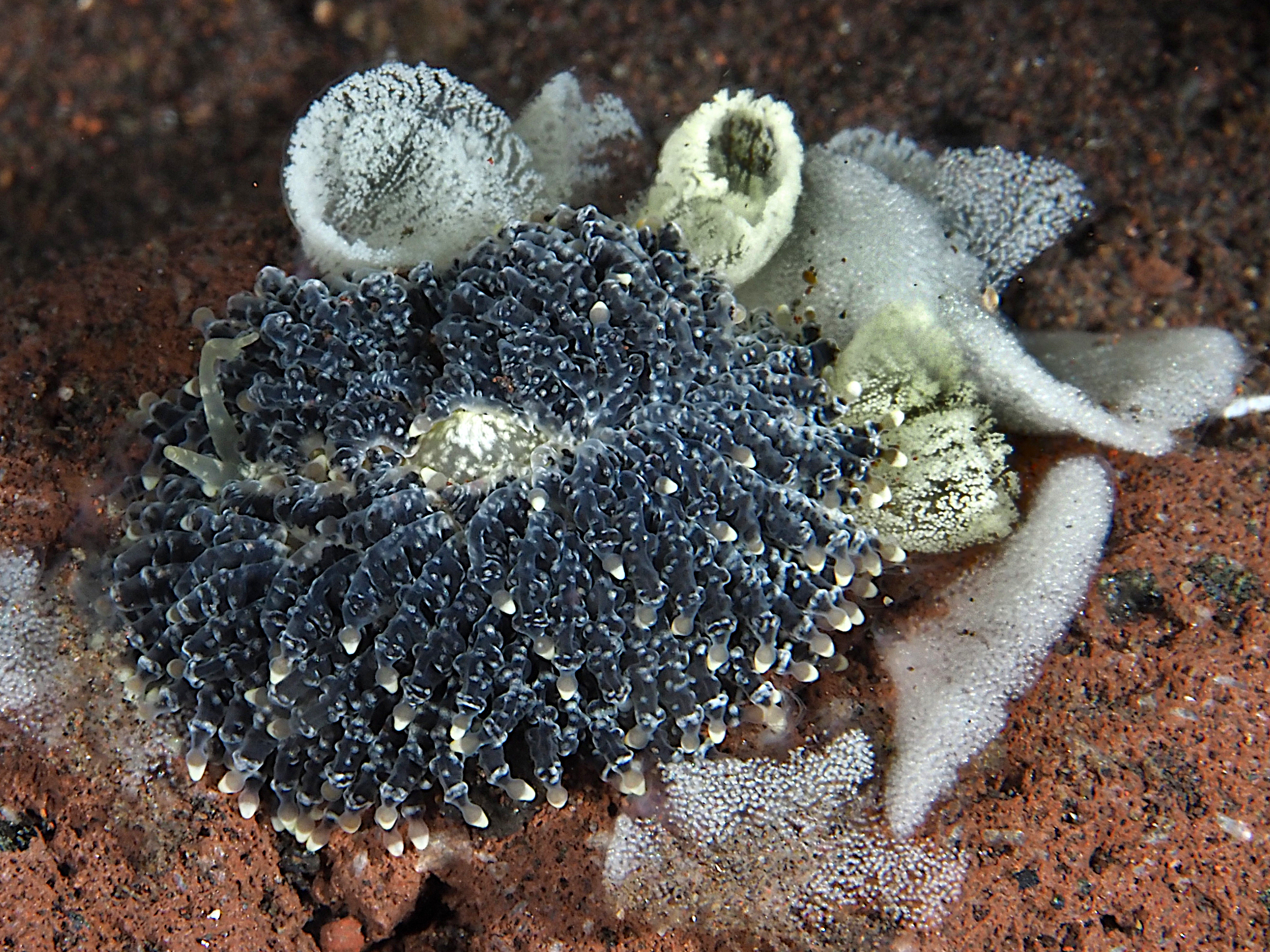 Mournful Phestilla - Phestilla lugubris - Bali, Indonesia