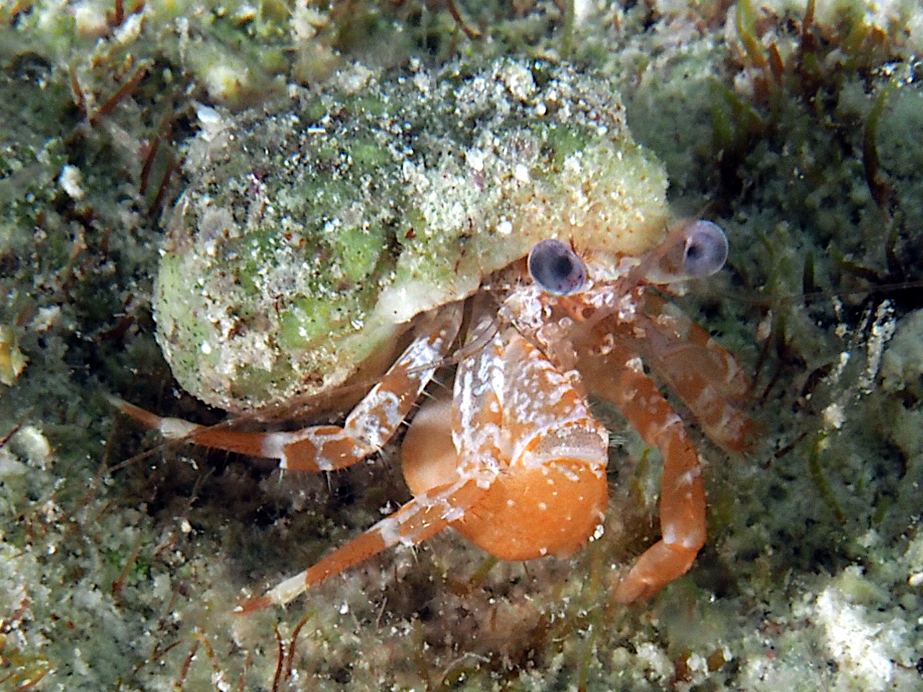 Ridgeclaw Hermit Crab - Phimochirus randalli