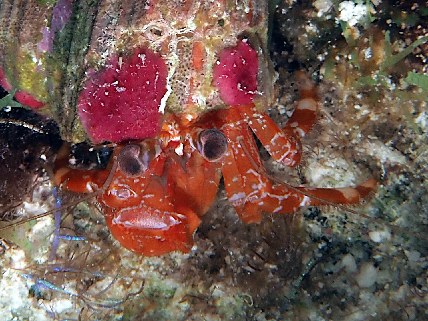 Ridgeclaw Hermit Crab - Phimochirus randalli