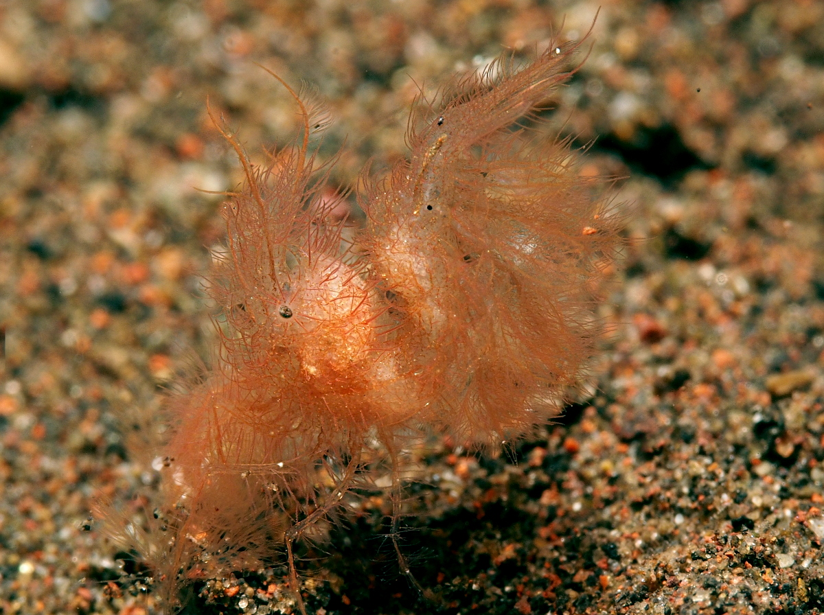 Hairy Shrimp - Phycocaris simulans