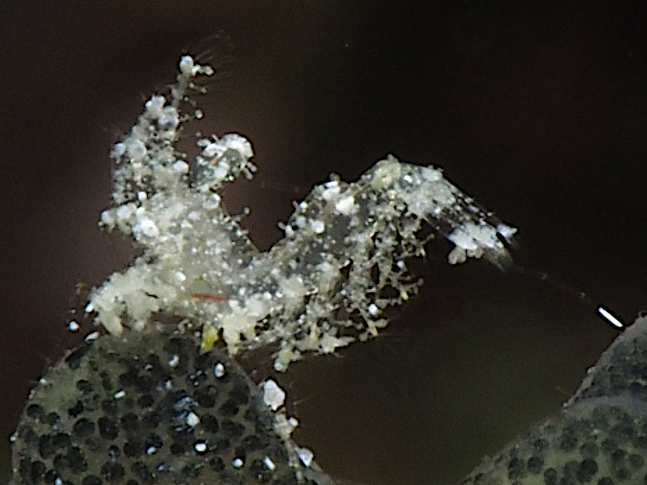 Hairy Shrimp - Phycocaris simulans