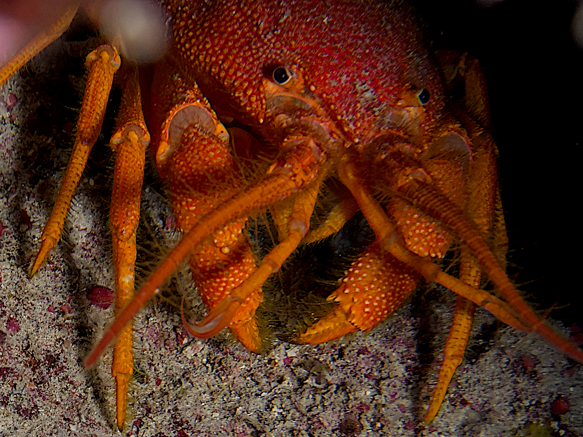 Copper Lobster - Phyllamphion gundlachi
