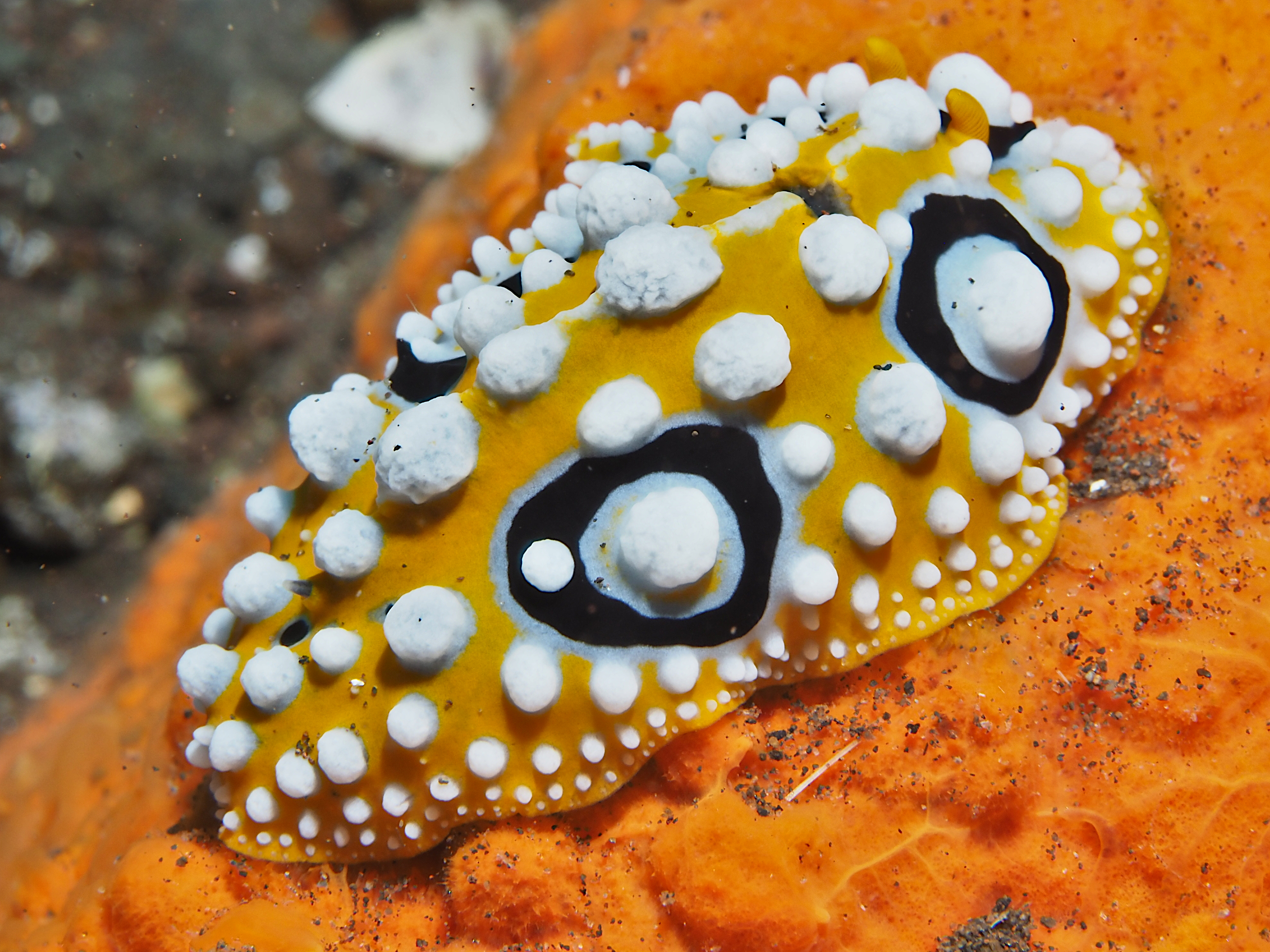 Ocellated Phyllidia - Phyllidia ocellata