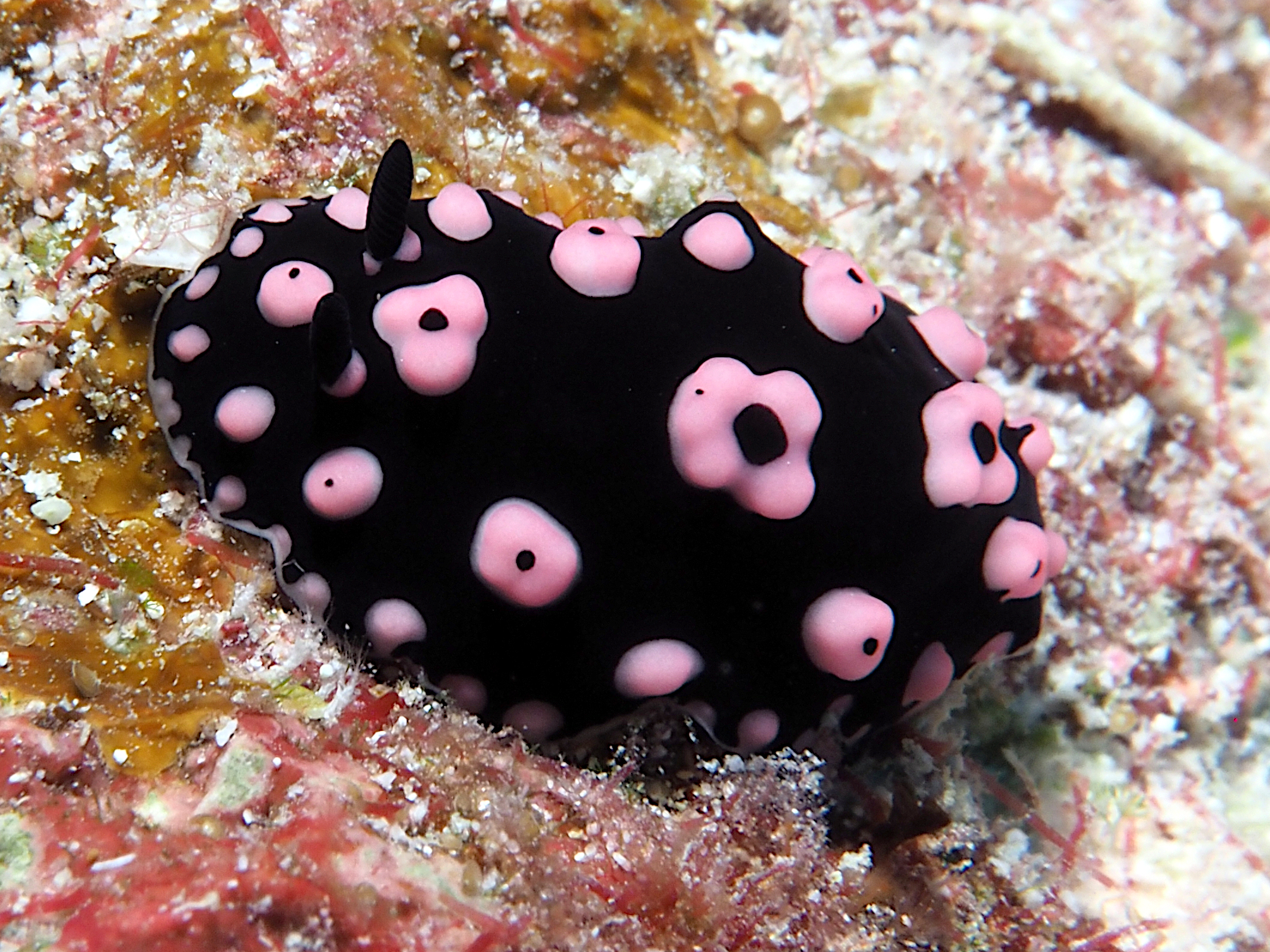 Phyllidiella annulata - Phyllidiella annulata - Fakaraka, French Polynesia